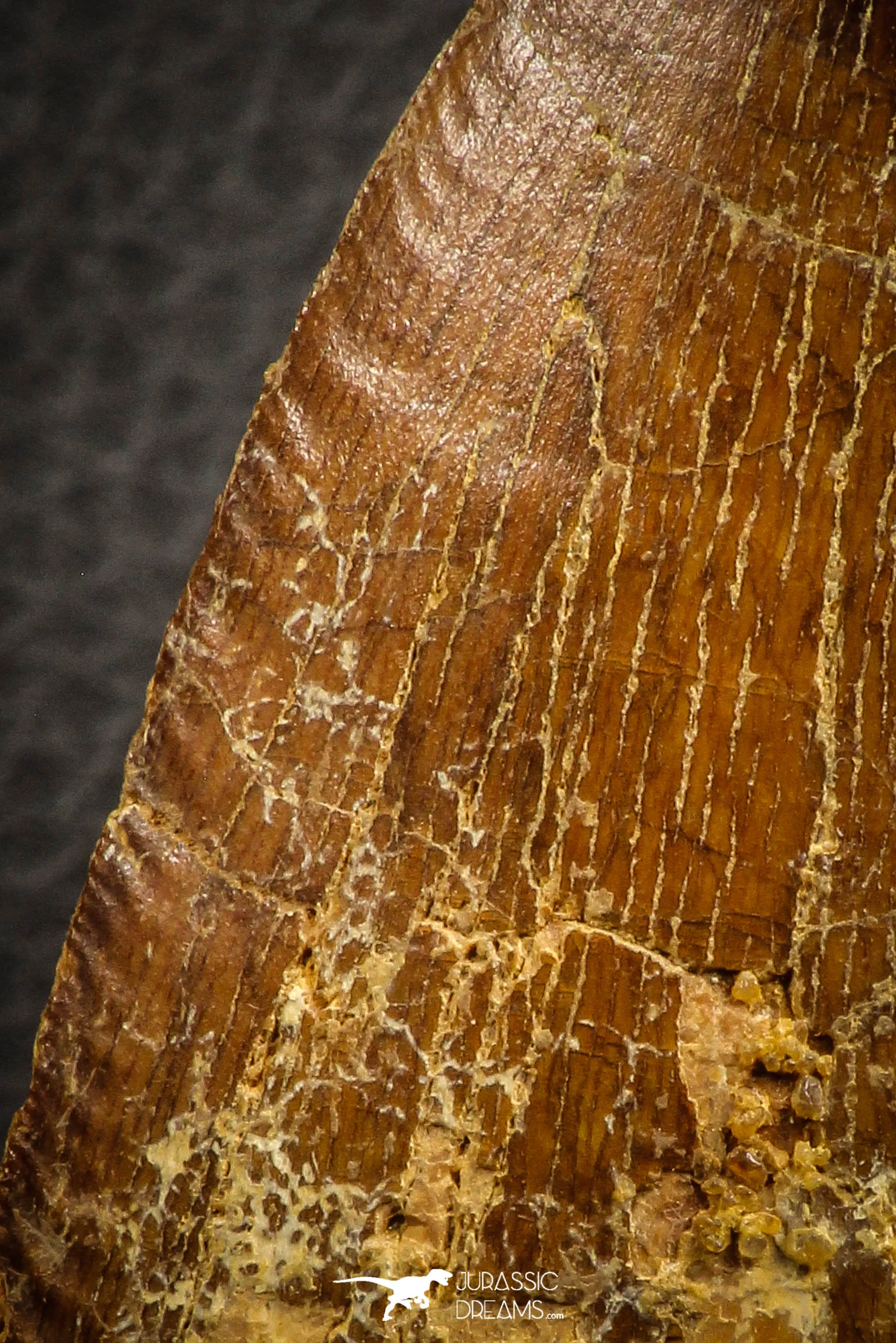 07047 - Huge Serrated 3.68 Inch Carcharodontosaurus Dinosaur Tooth KemKem