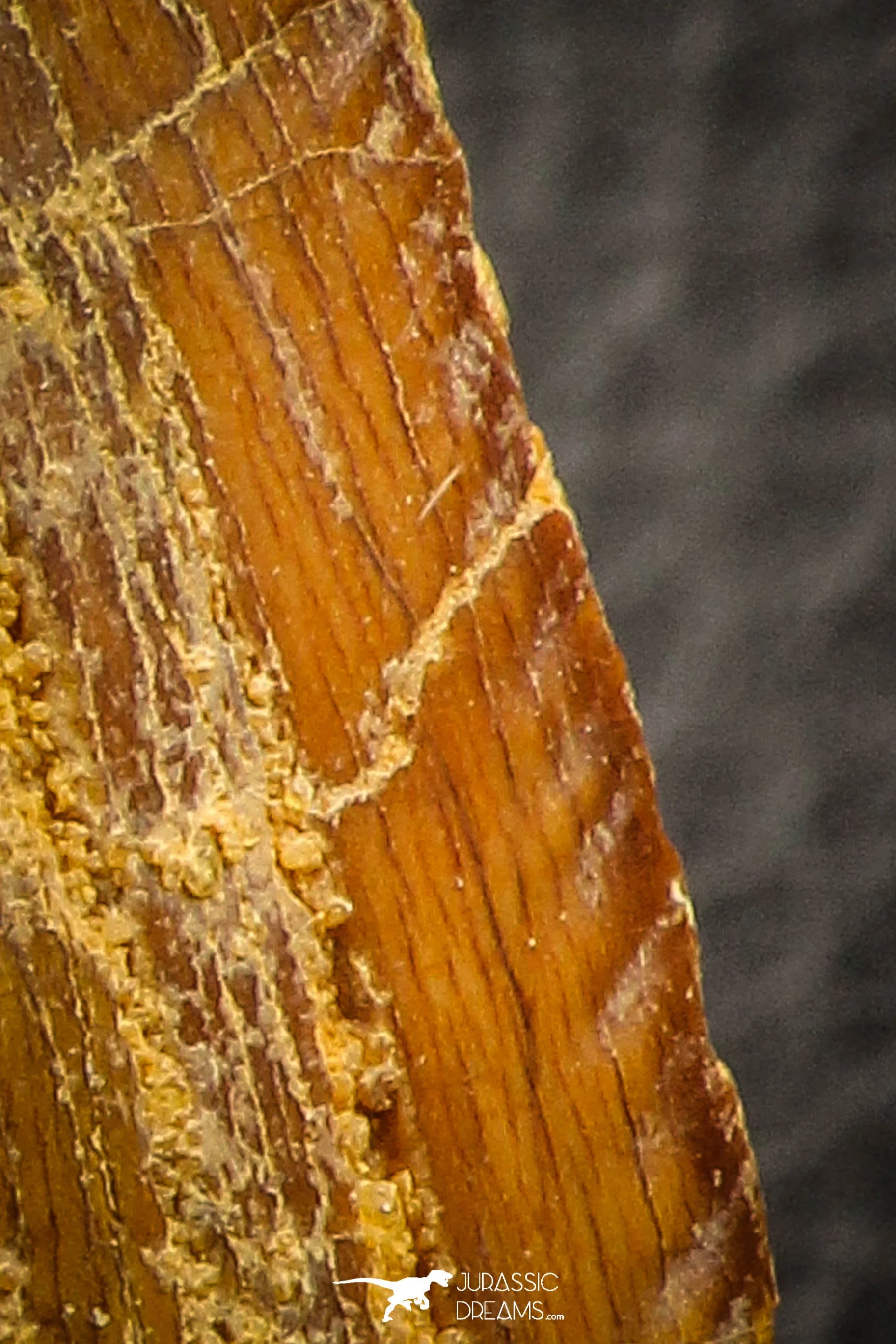 07047 - Huge Serrated 3.68 Inch Carcharodontosaurus Dinosaur Tooth KemKem