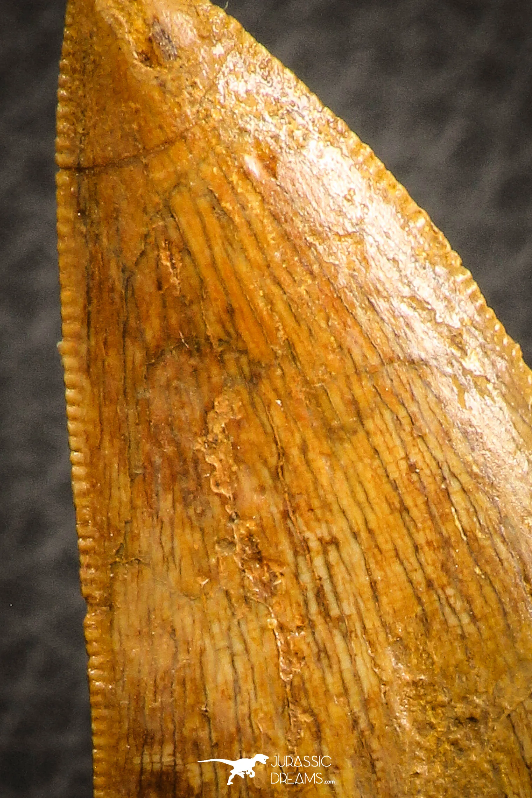 07049 - Collector Grade 2.95 Inch Carcharodontosaurus Dinosaur Tooth KemKem