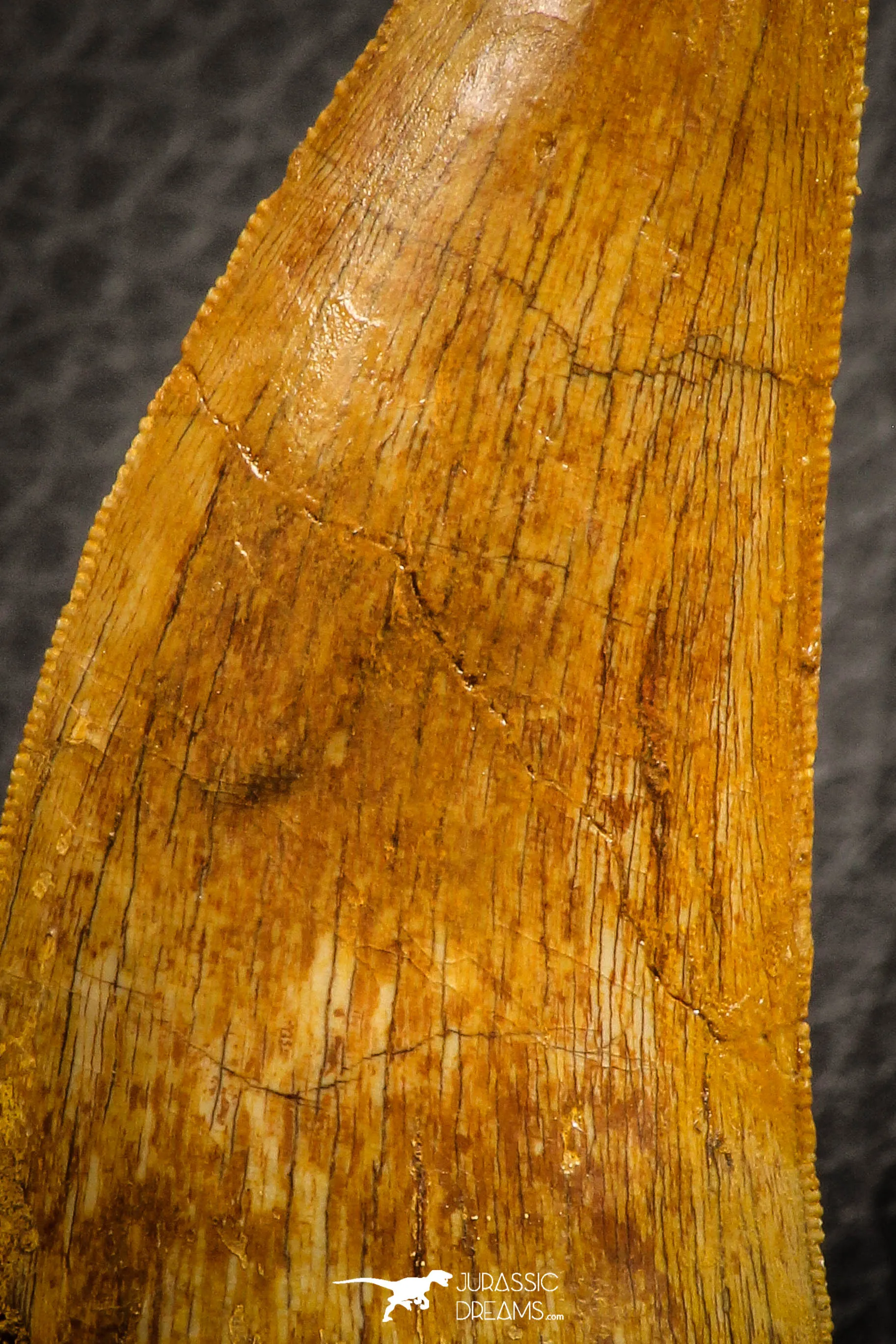 07049 - Collector Grade 2.95 Inch Carcharodontosaurus Dinosaur Tooth KemKem