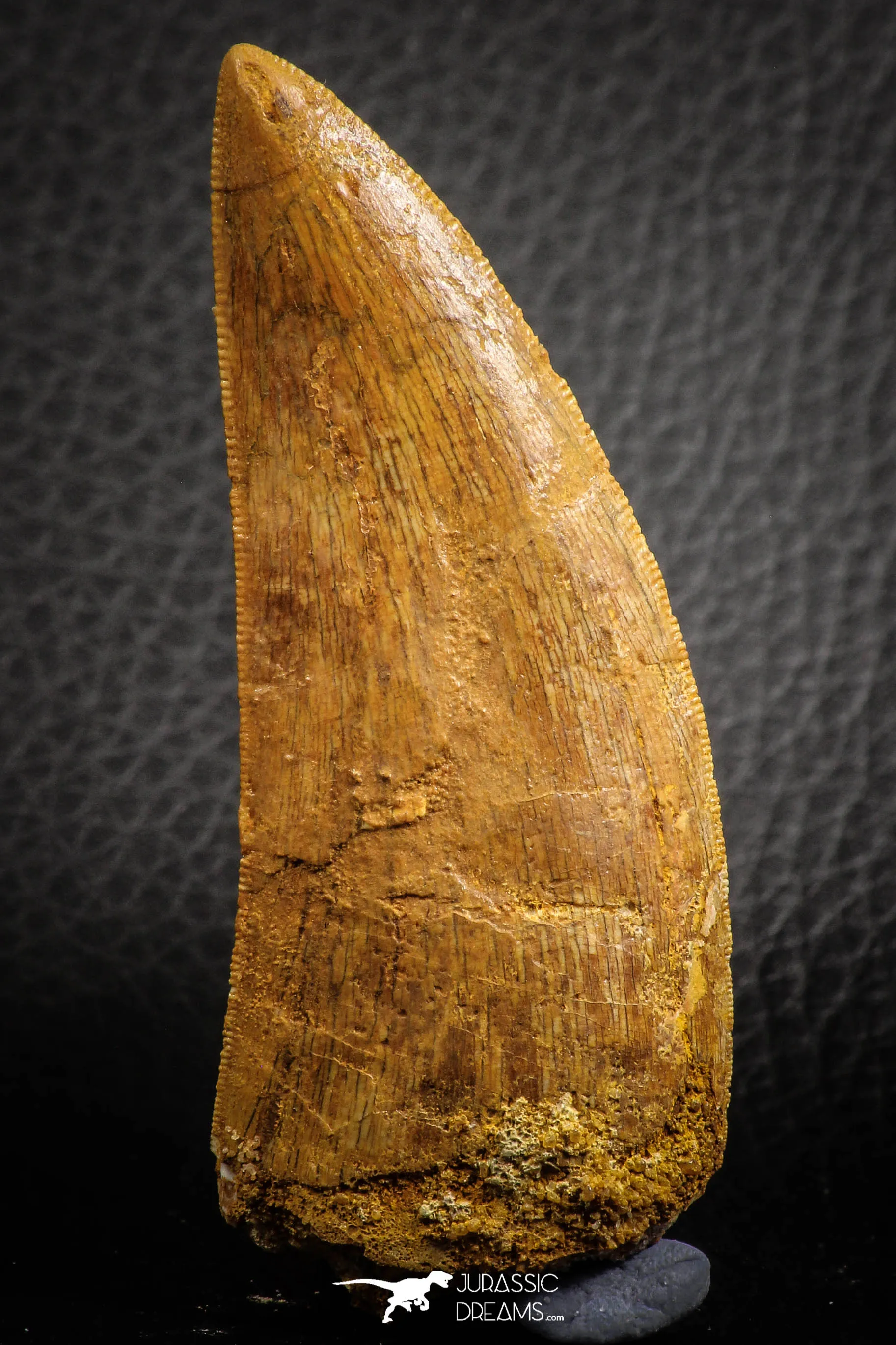 07049 - Collector Grade 2.95 Inch Carcharodontosaurus Dinosaur Tooth KemKem