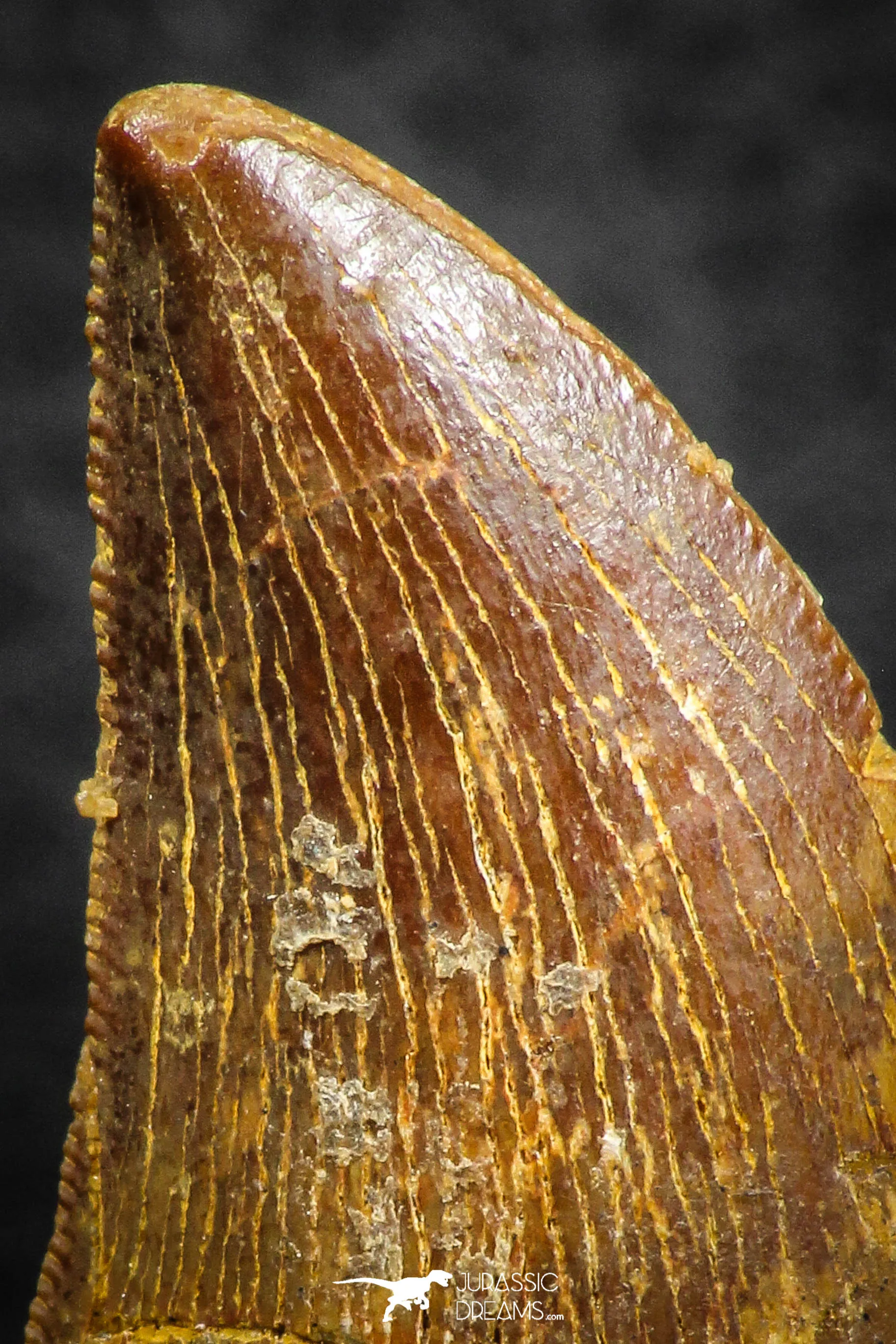 07284 - Beautiful 1.13 Inch Carcharodontosaurus Dinosaur Tooth KemKem