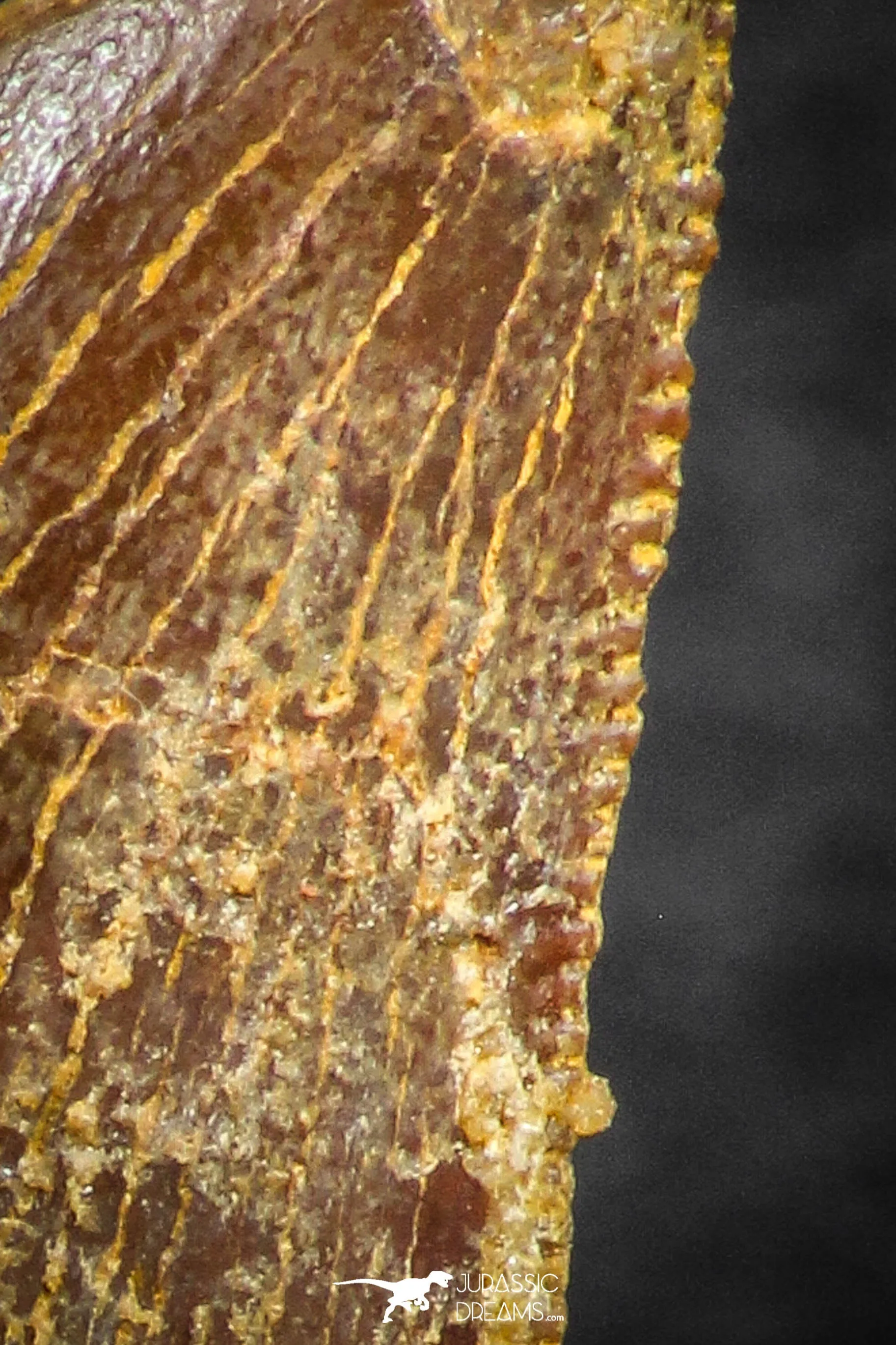 07284 - Beautiful 1.13 Inch Carcharodontosaurus Dinosaur Tooth KemKem