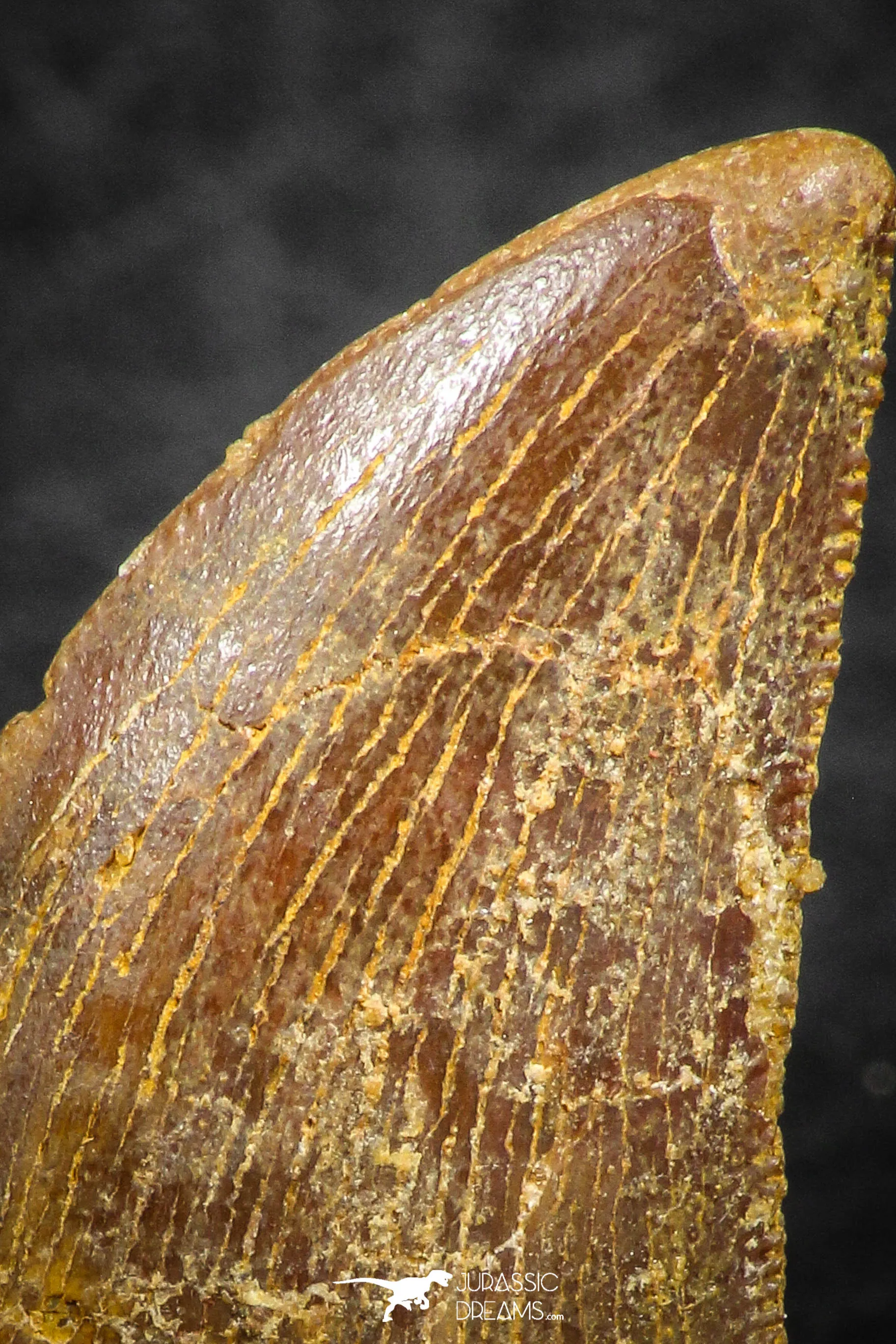 07284 - Beautiful 1.13 Inch Carcharodontosaurus Dinosaur Tooth KemKem