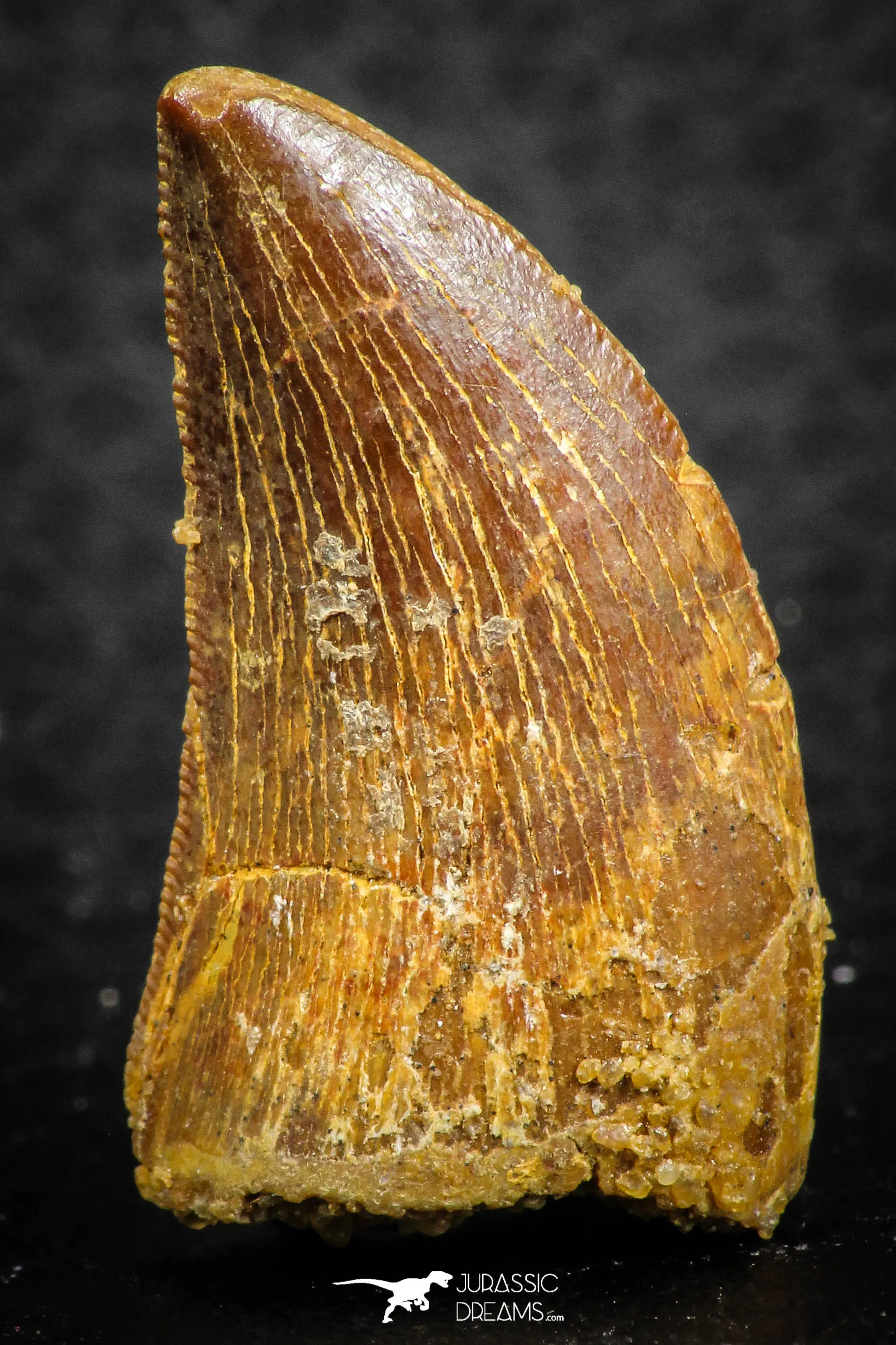 07284 - Beautiful 1.13 Inch Carcharodontosaurus Dinosaur Tooth KemKem