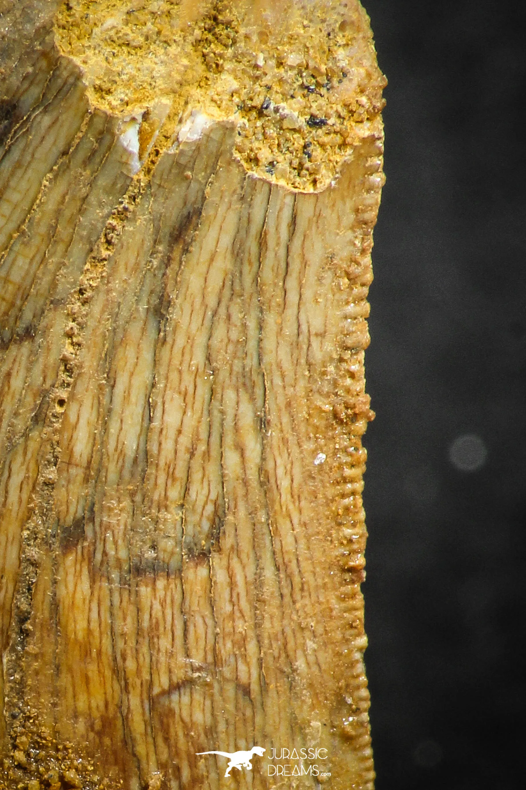 07287 - Restored 1.35 Inch Carcharodontosaurus Dinosaur Tooth KemKem