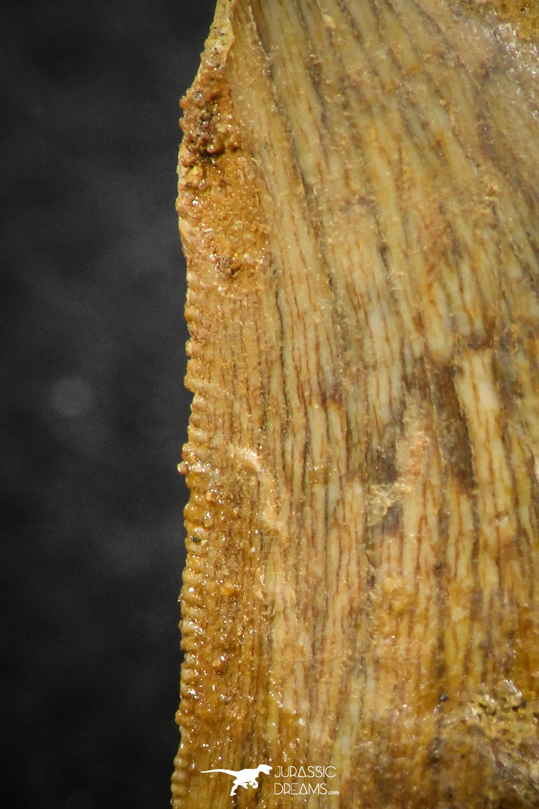 07287 - Restored 1.35 Inch Carcharodontosaurus Dinosaur Tooth KemKem
