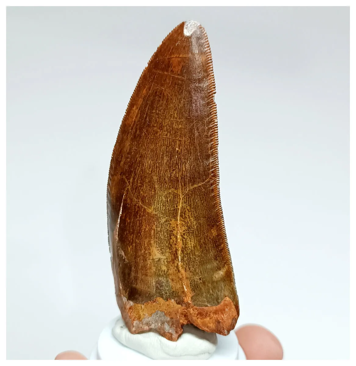 1006 - Gem Grade Large Carcharodontosaurus saharicus 3.14'' Dinosaur Tooth