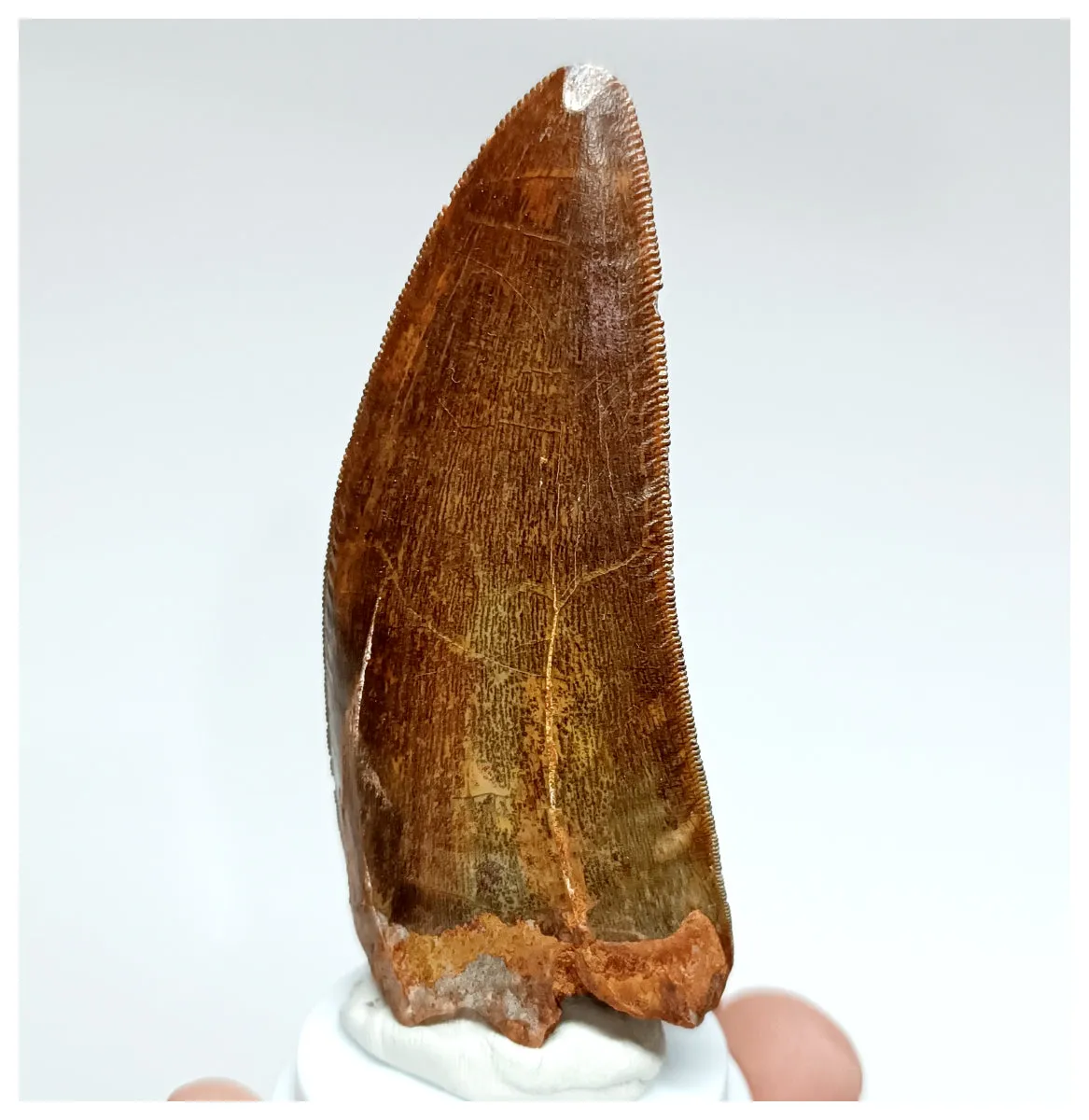 1006 - Gem Grade Large Carcharodontosaurus saharicus 3.14'' Dinosaur Tooth
