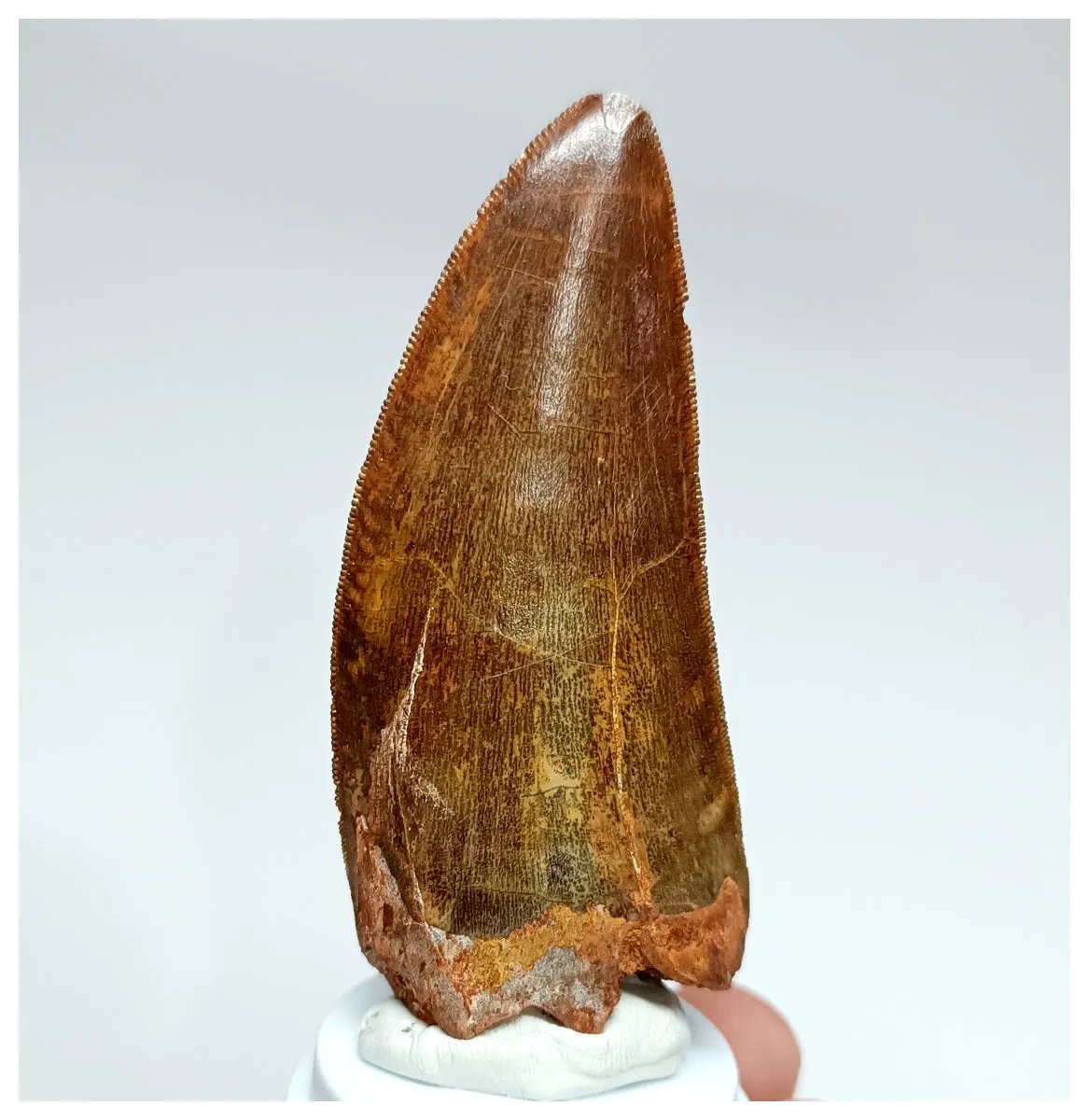 1006 - Gem Grade Large Carcharodontosaurus saharicus 3.14'' Dinosaur Tooth