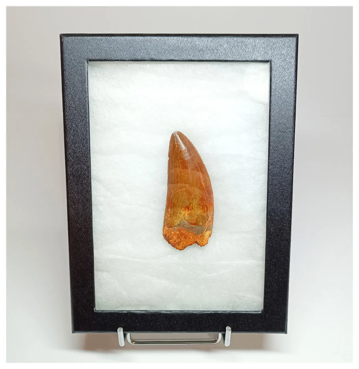 1006 - Gem Grade Large Carcharodontosaurus saharicus 3.14'' Dinosaur Tooth