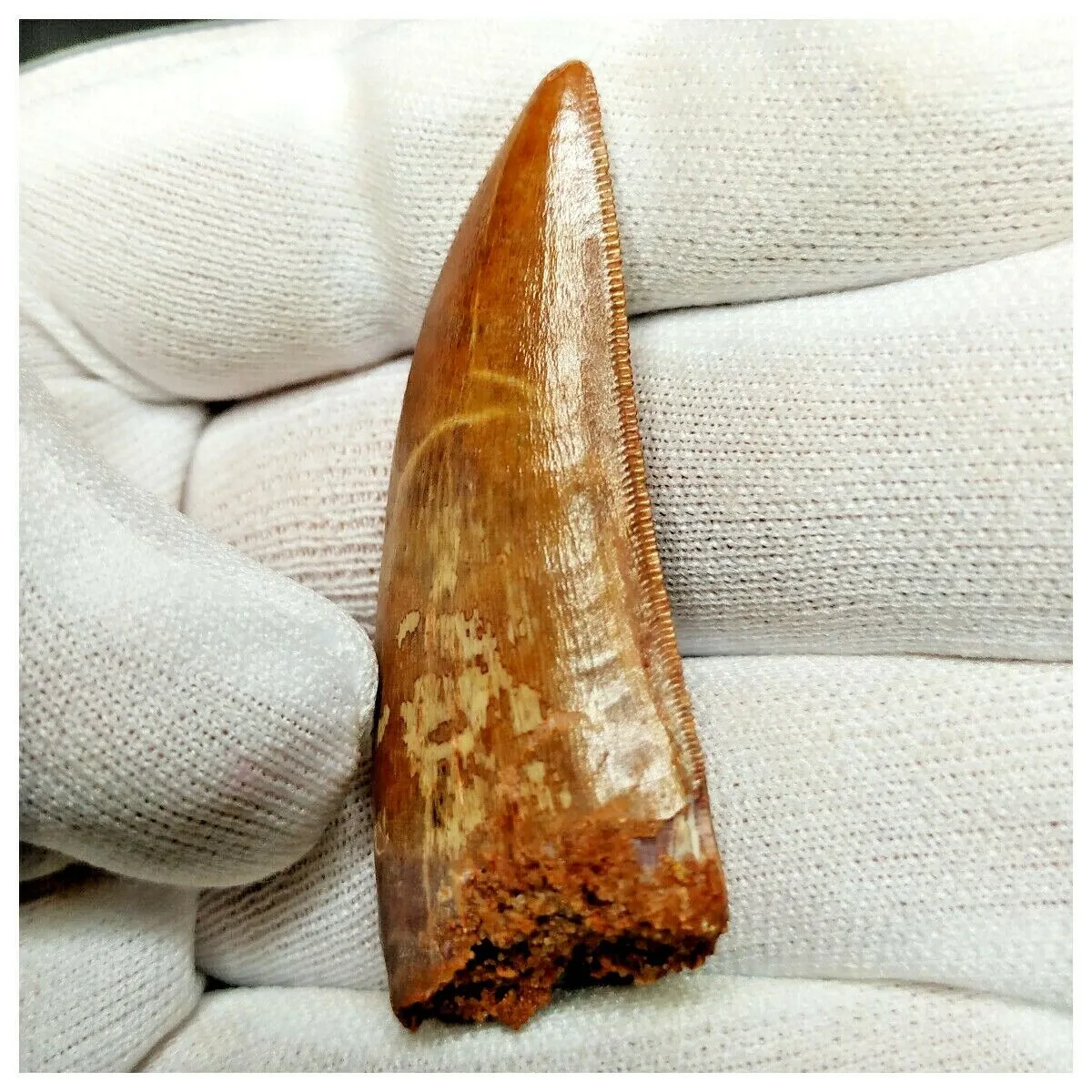 11008 - Gem Grade Red 1.96'' Serrated Carcharodontosaurus saharicus Dinosaur Tooth