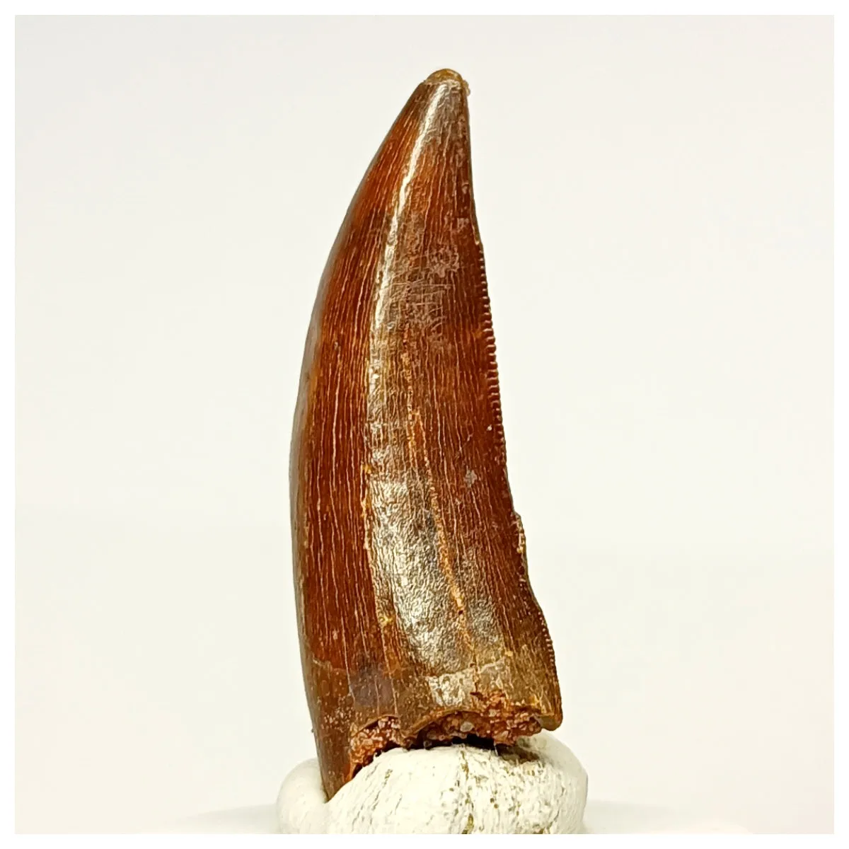 1335 - Nicely Preserved Carcharodontosaurus saharicus Dinosaur Tooth