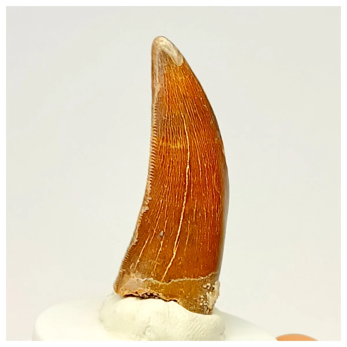 1335 - Nicely Preserved Carcharodontosaurus saharicus Dinosaur Tooth