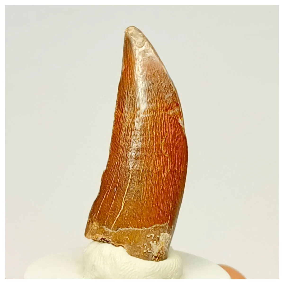 1335 - Nicely Preserved Carcharodontosaurus saharicus Dinosaur Tooth