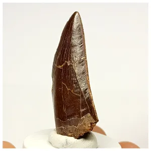 1336 - Nicely Preserved Carcharodontosaurus saharicus Dinosaur Tooth