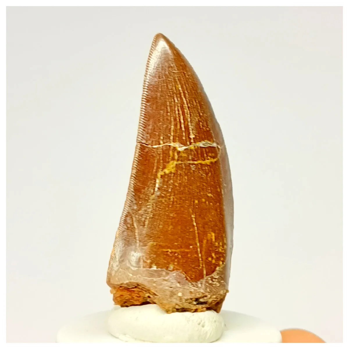 1336 - Nicely Preserved Carcharodontosaurus saharicus Dinosaur Tooth