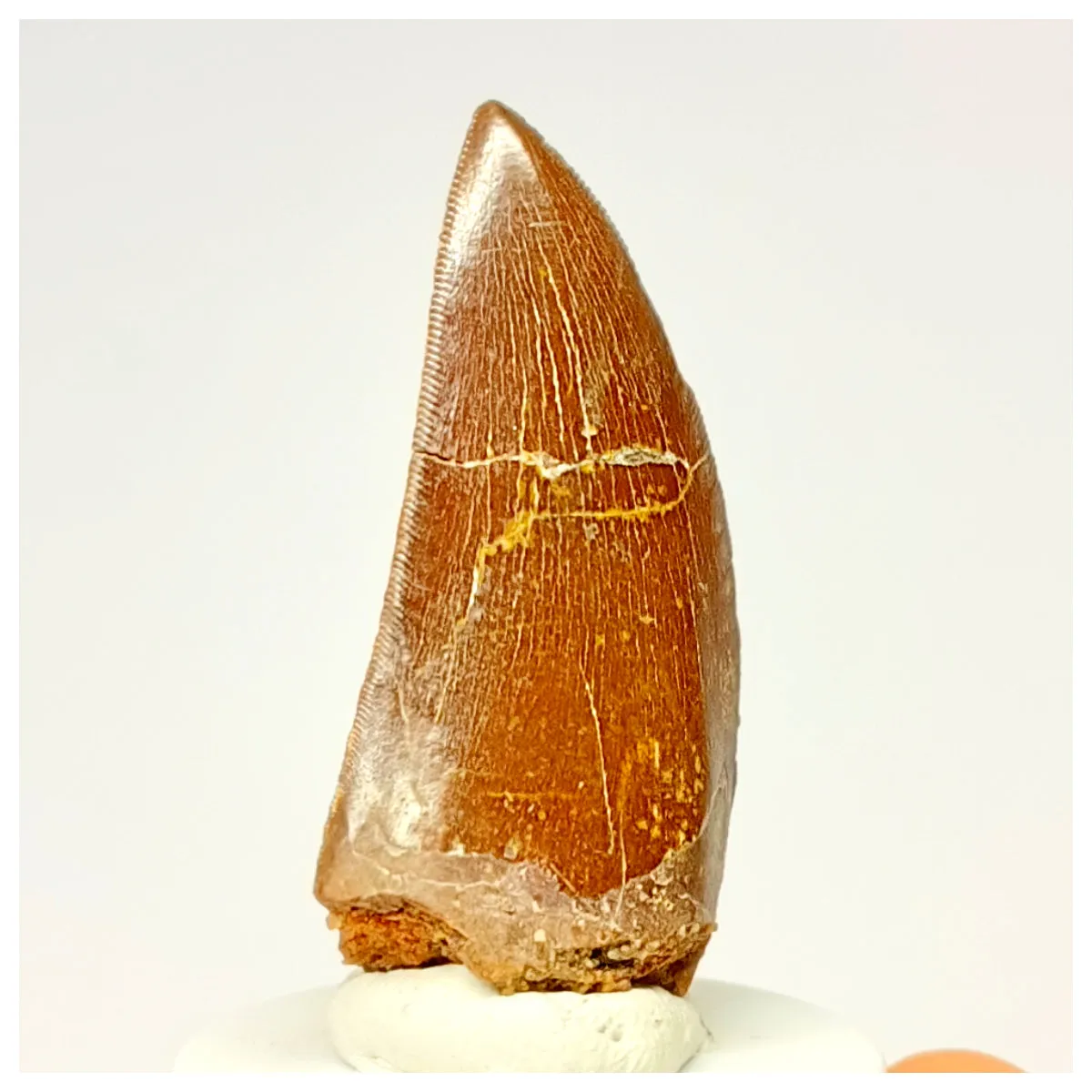 1336 - Nicely Preserved Carcharodontosaurus saharicus Dinosaur Tooth