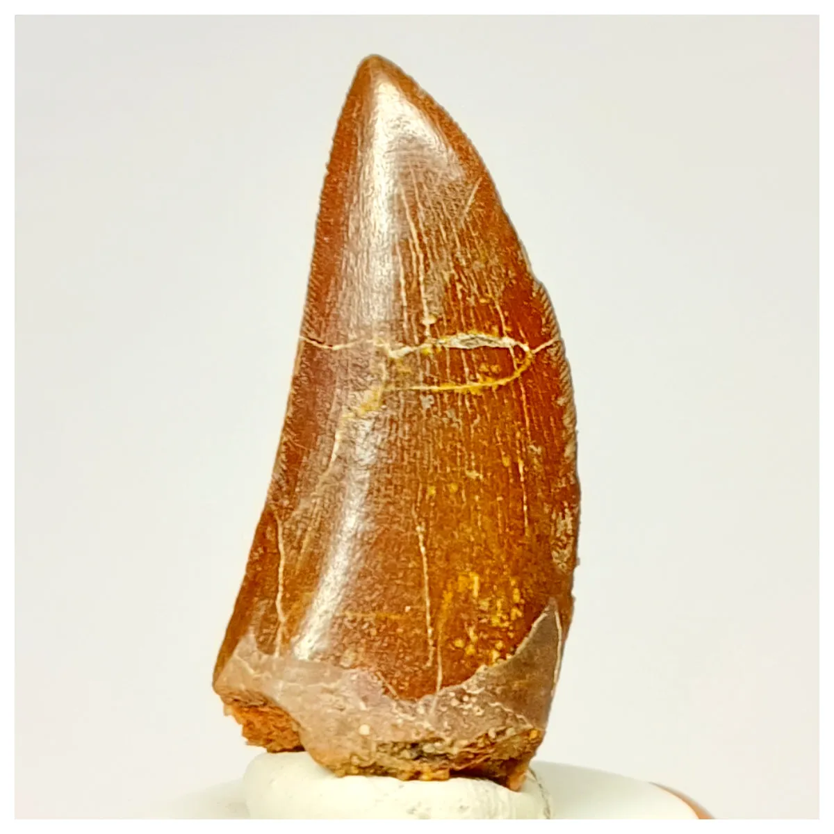 1336 - Nicely Preserved Carcharodontosaurus saharicus Dinosaur Tooth
