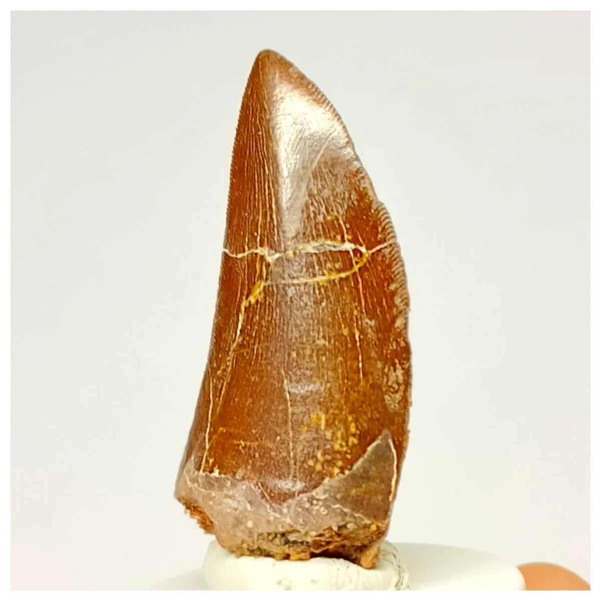 1336 - Nicely Preserved Carcharodontosaurus saharicus Dinosaur Tooth
