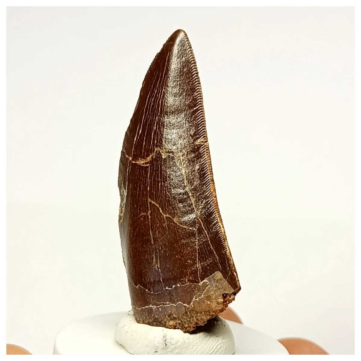 1336 - Nicely Preserved Carcharodontosaurus saharicus Dinosaur Tooth
