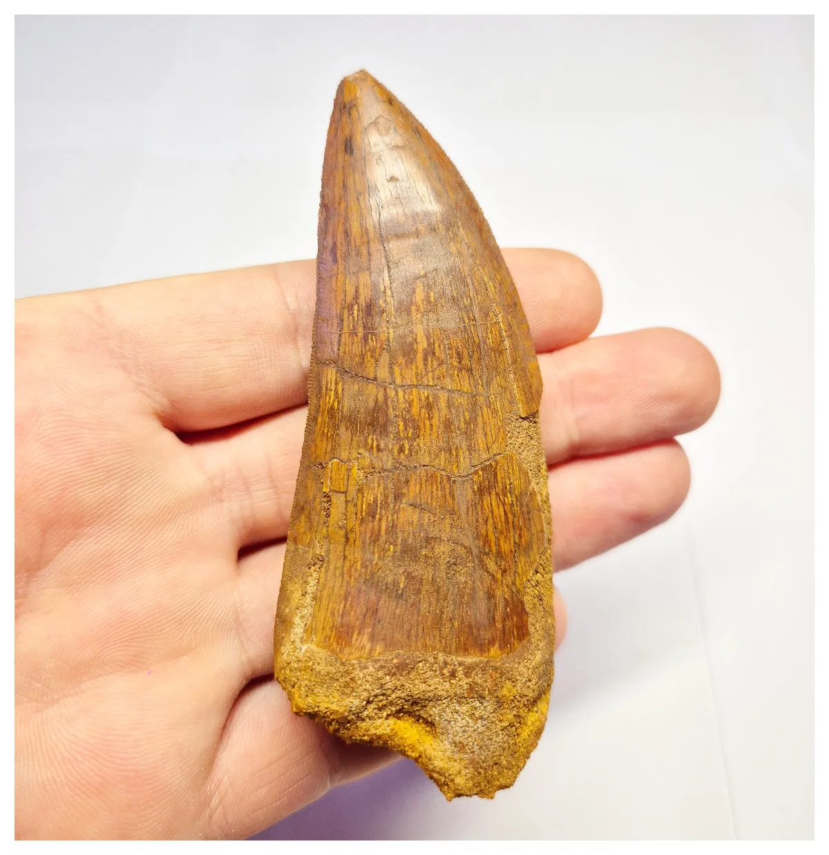1375 - Huge Carcharodontosaurus saharicus Dinosaur Tooth - Cretaceous KemKem Beds