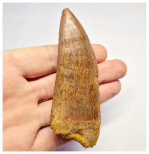 1375 - Huge Carcharodontosaurus saharicus Dinosaur Tooth - Cretaceous KemKem Beds