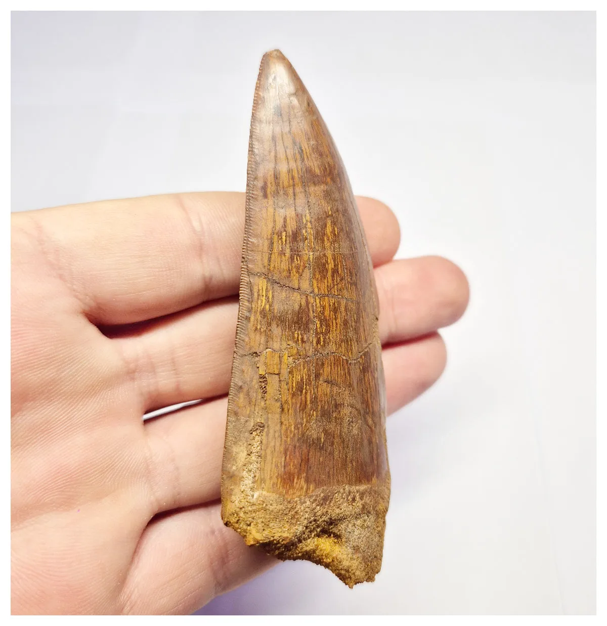 1375 - Huge Carcharodontosaurus saharicus Dinosaur Tooth - Cretaceous KemKem Beds