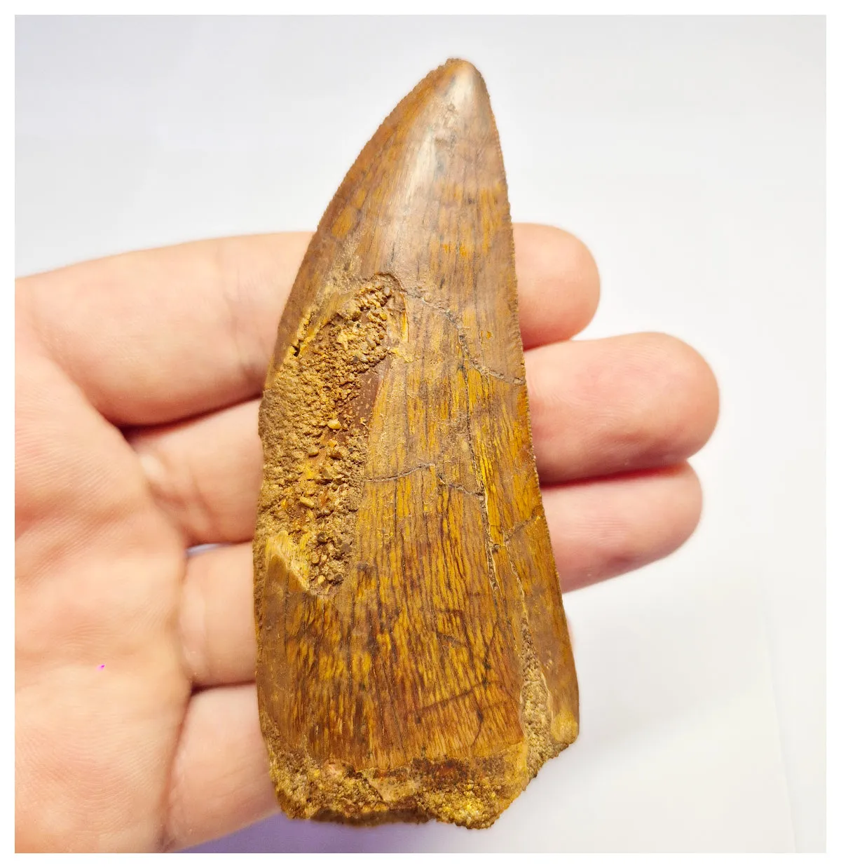 1375 - Huge Carcharodontosaurus saharicus Dinosaur Tooth - Cretaceous KemKem Beds