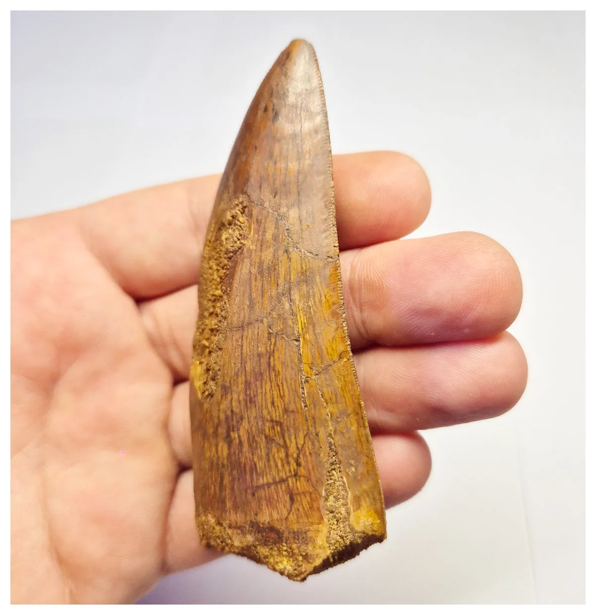 1375 - Huge Carcharodontosaurus saharicus Dinosaur Tooth - Cretaceous KemKem Beds