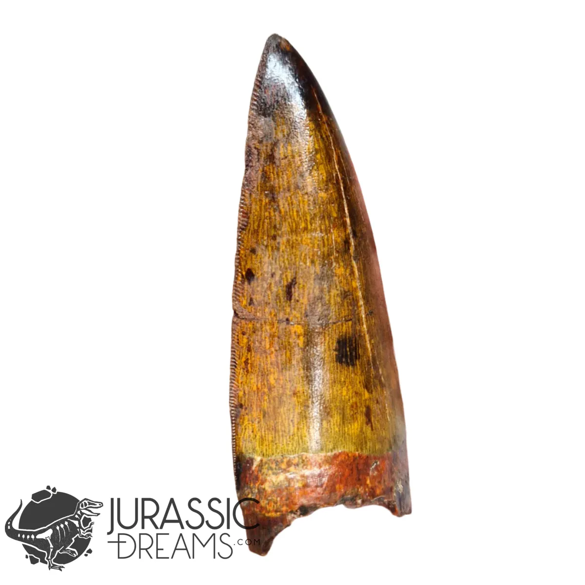 20009 - Gem Grade Carcharodontosaurus saharicus Dinosaur Premaxillary Tooth