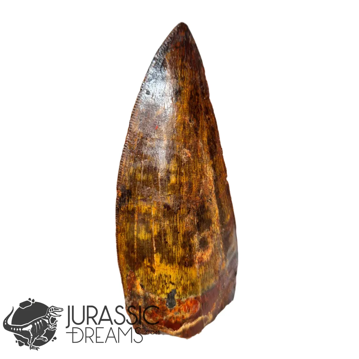 20009 - Gem Grade Carcharodontosaurus saharicus Dinosaur Premaxillary Tooth