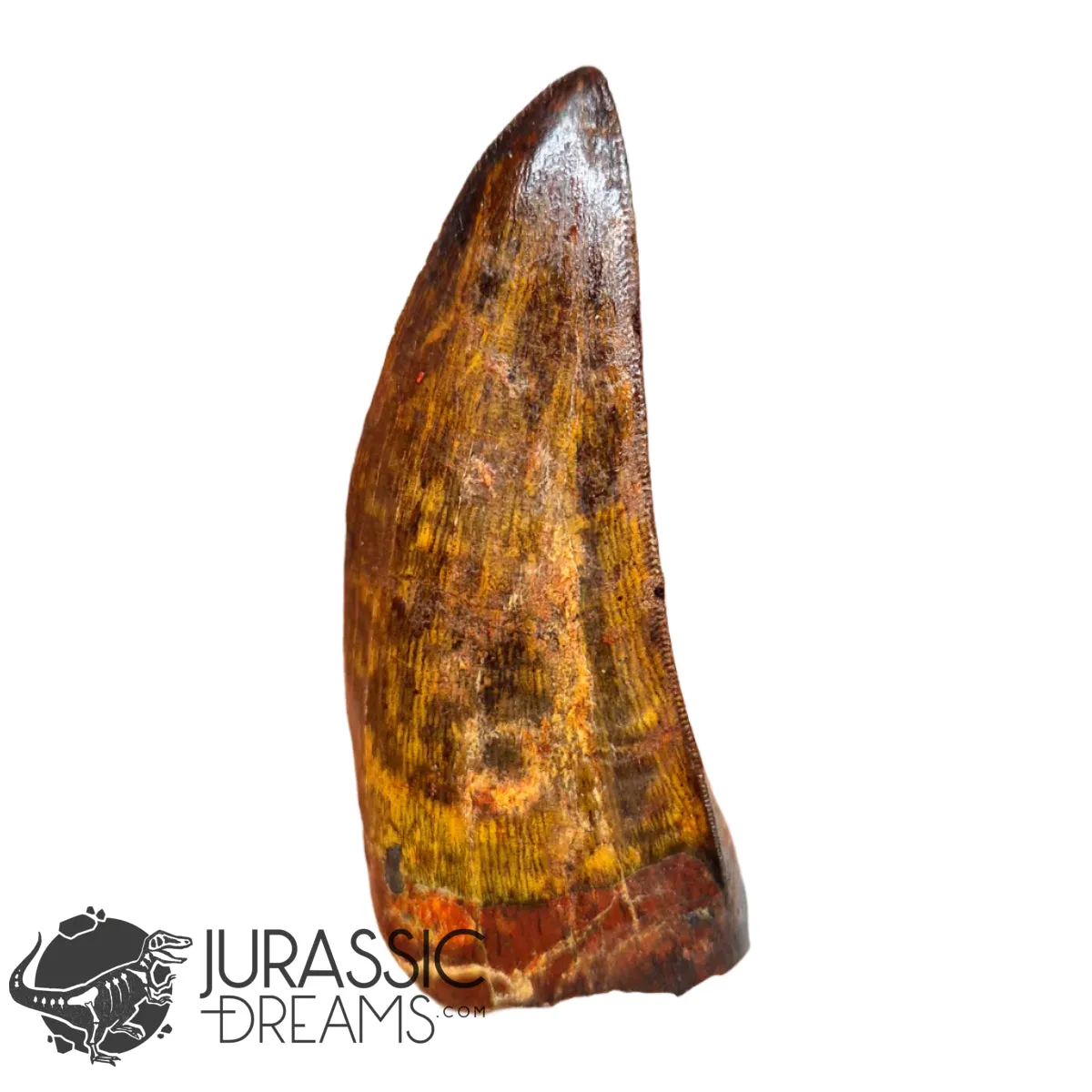20009 - Gem Grade Carcharodontosaurus saharicus Dinosaur Premaxillary Tooth