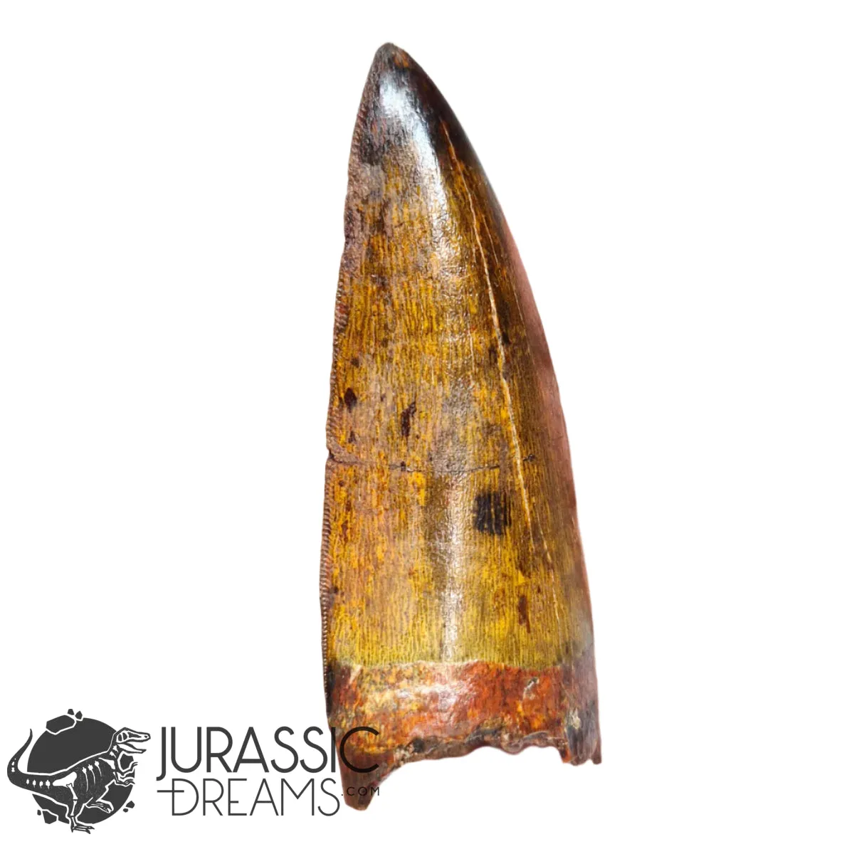 20009 - Gem Grade Carcharodontosaurus saharicus Dinosaur Premaxillary Tooth