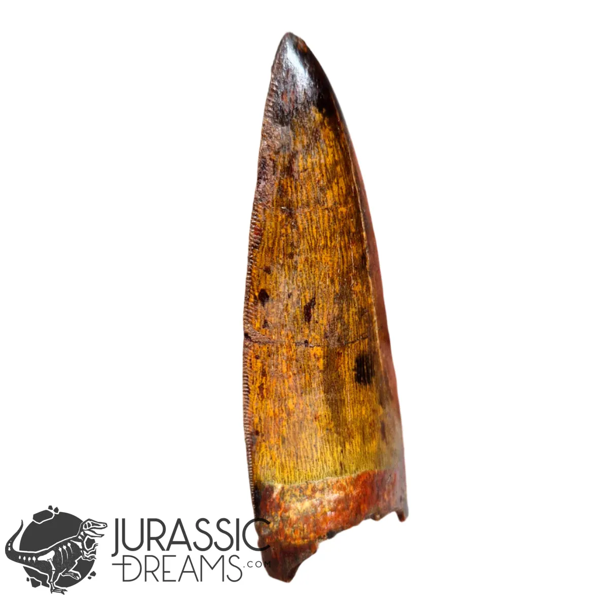 20009 - Gem Grade Carcharodontosaurus saharicus Dinosaur Premaxillary Tooth
