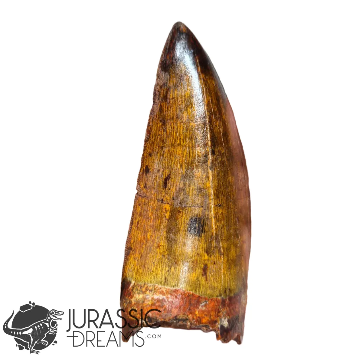 20009 - Gem Grade Carcharodontosaurus saharicus Dinosaur Premaxillary Tooth