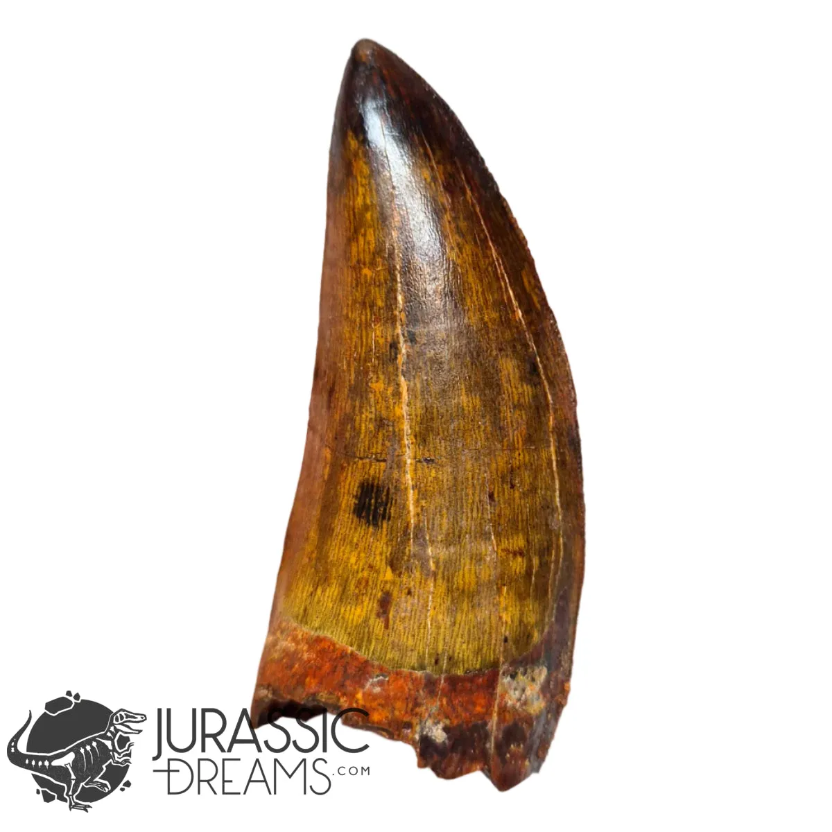20009 - Gem Grade Carcharodontosaurus saharicus Dinosaur Premaxillary Tooth