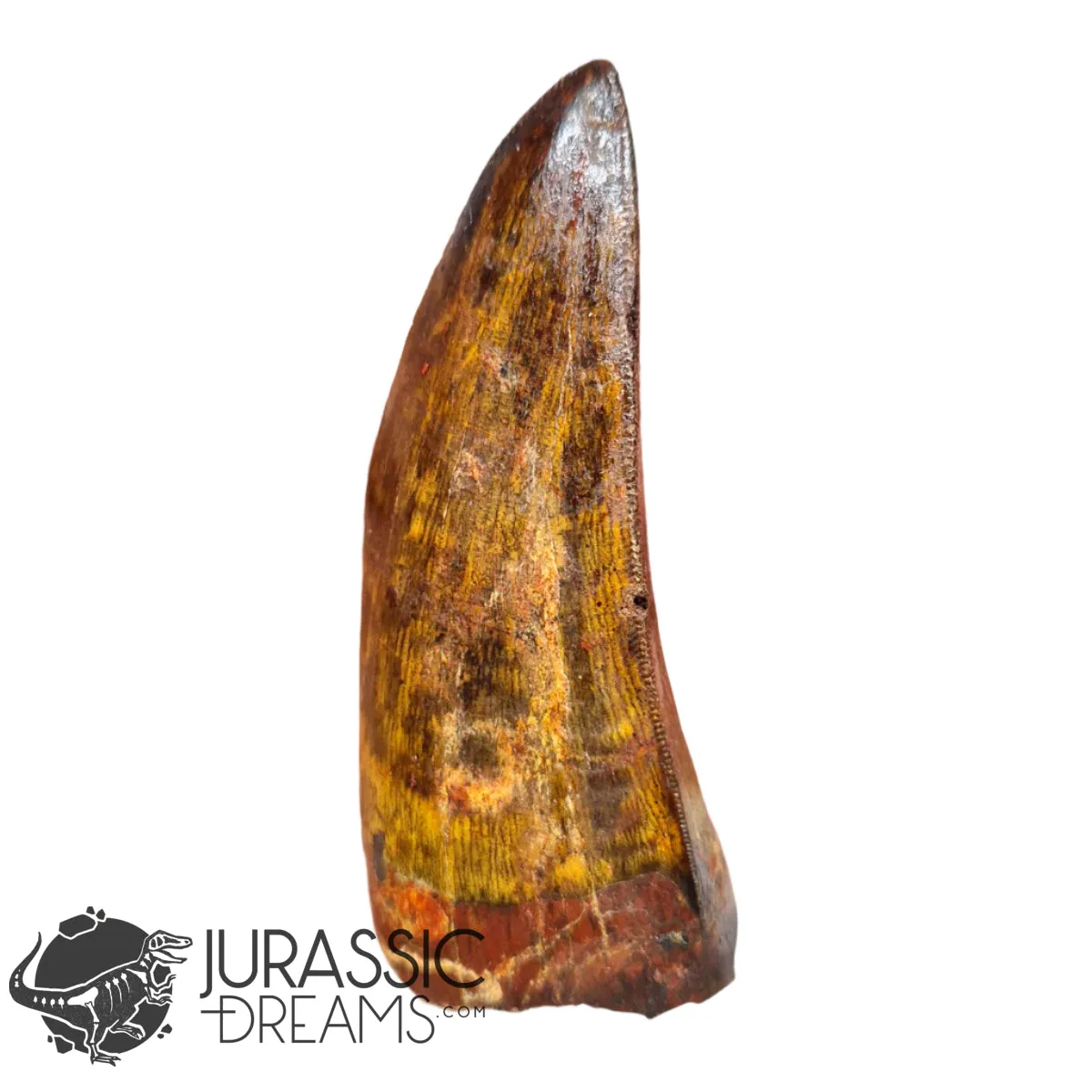 20009 - Gem Grade Carcharodontosaurus saharicus Dinosaur Premaxillary Tooth