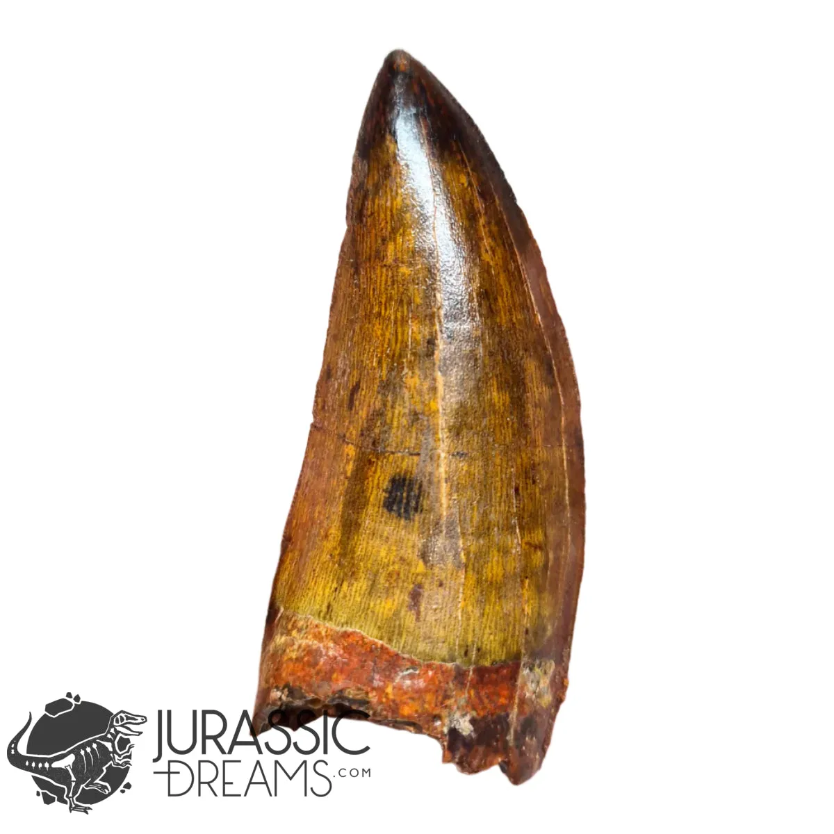 20009 - Gem Grade Carcharodontosaurus saharicus Dinosaur Premaxillary Tooth