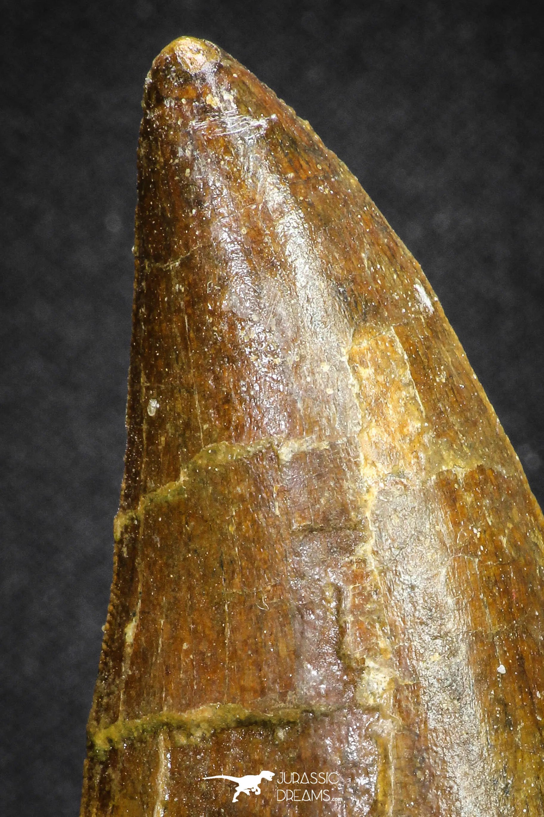 20107 - Great Serrated 2.83 Inch Carcharodontosaurus Dinosaur Tooth KemKem