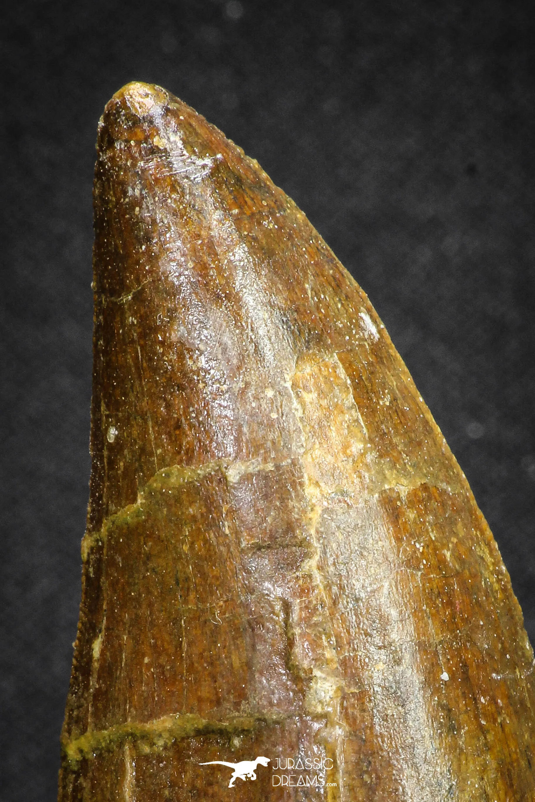 20107 - Great Serrated 2.83 Inch Carcharodontosaurus Dinosaur Tooth KemKem