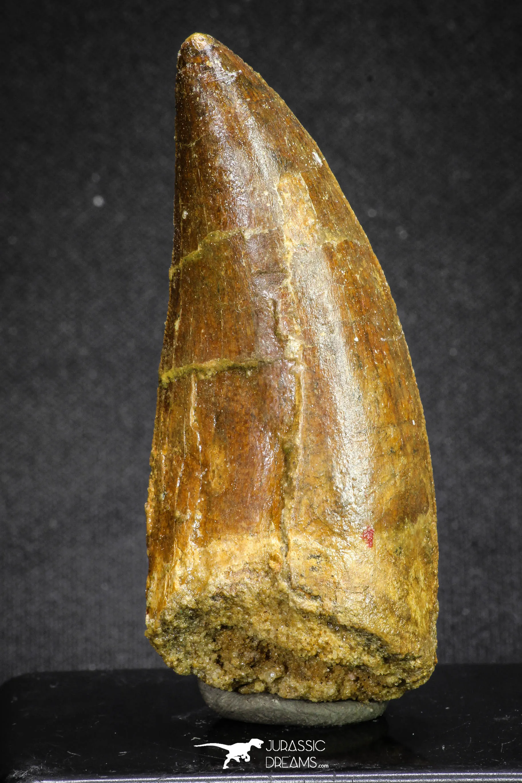 20107 - Great Serrated 2.83 Inch Carcharodontosaurus Dinosaur Tooth KemKem