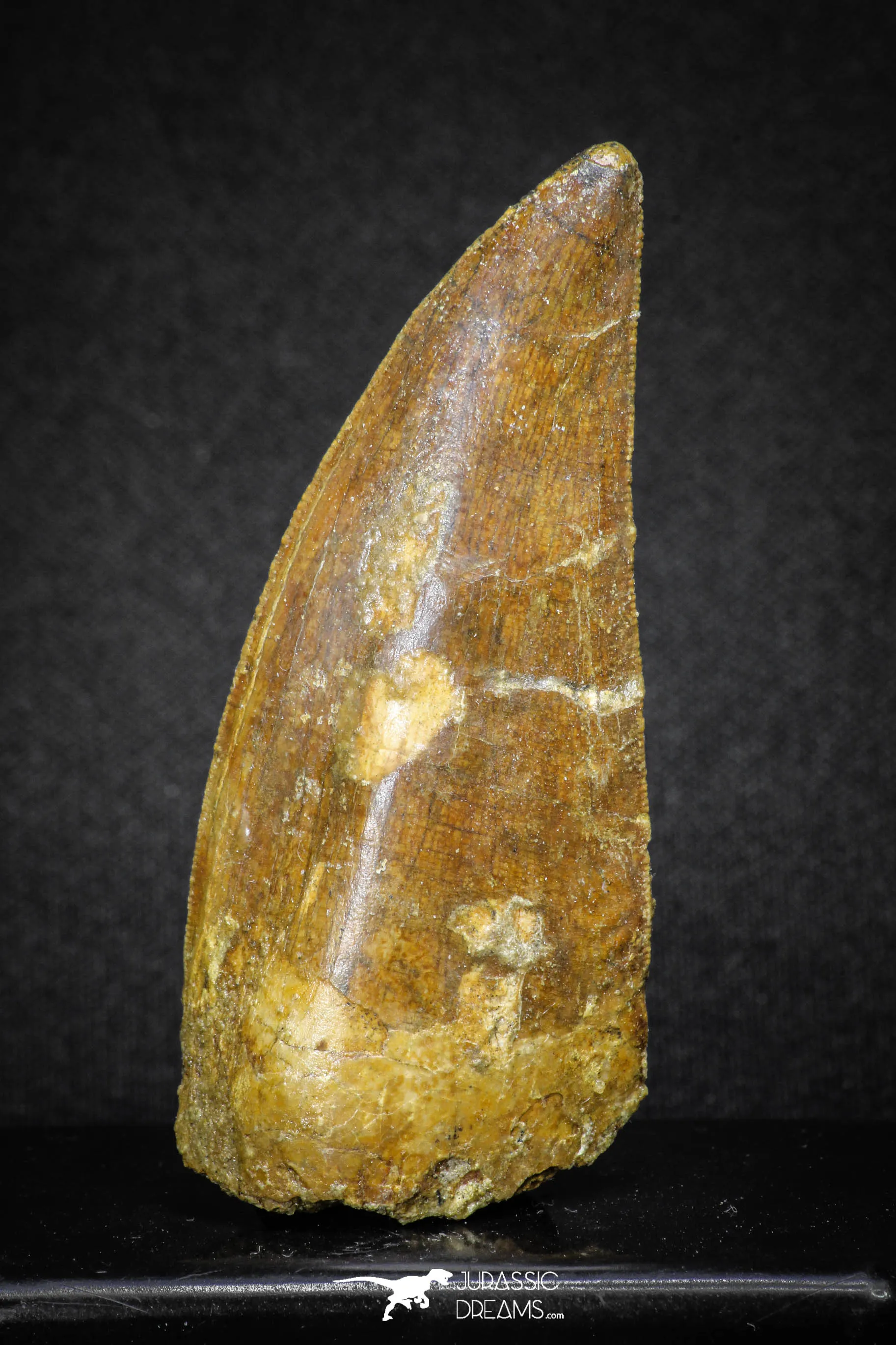 20107 - Great Serrated 2.83 Inch Carcharodontosaurus Dinosaur Tooth KemKem