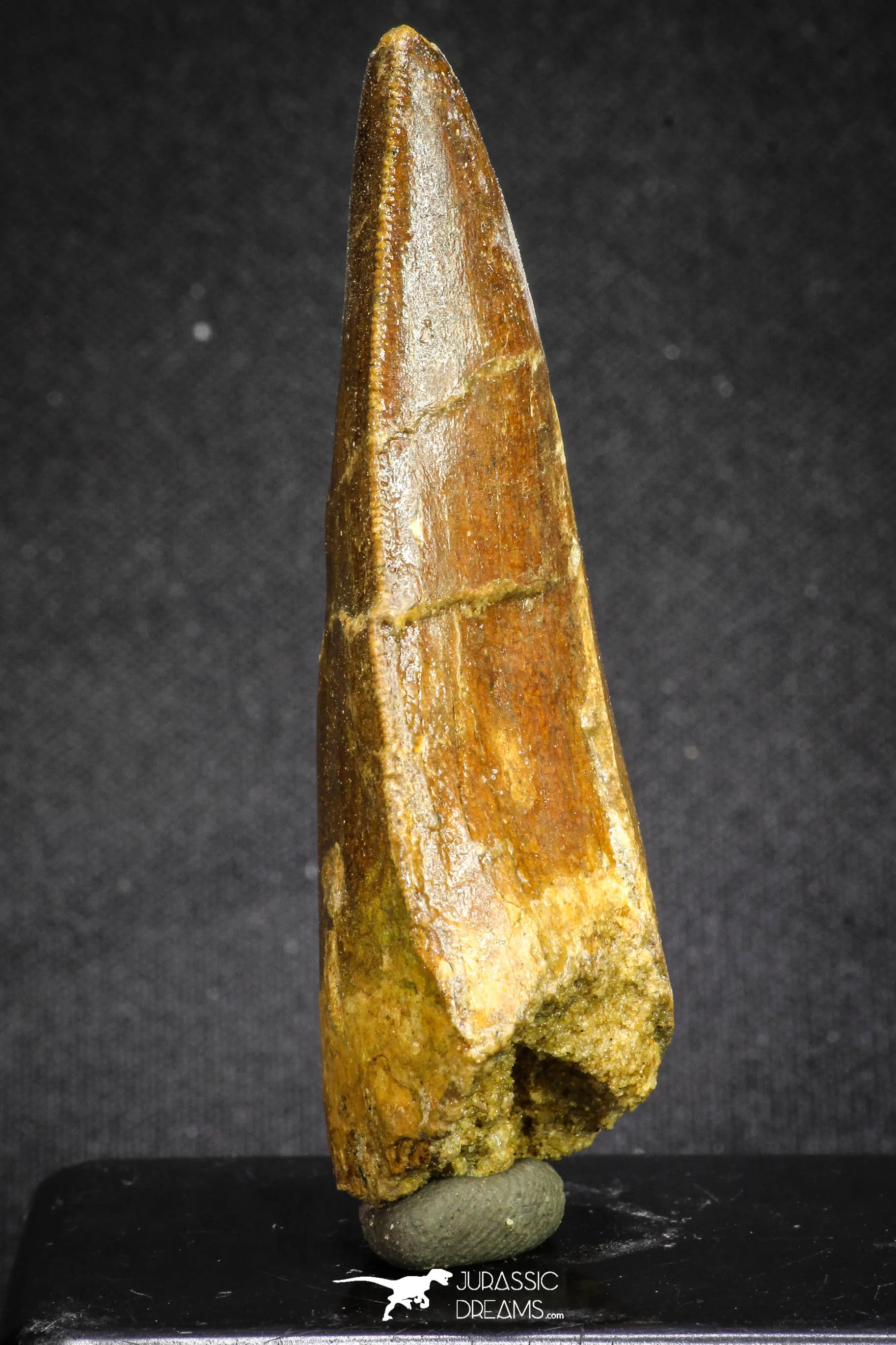 20107 - Great Serrated 2.83 Inch Carcharodontosaurus Dinosaur Tooth KemKem