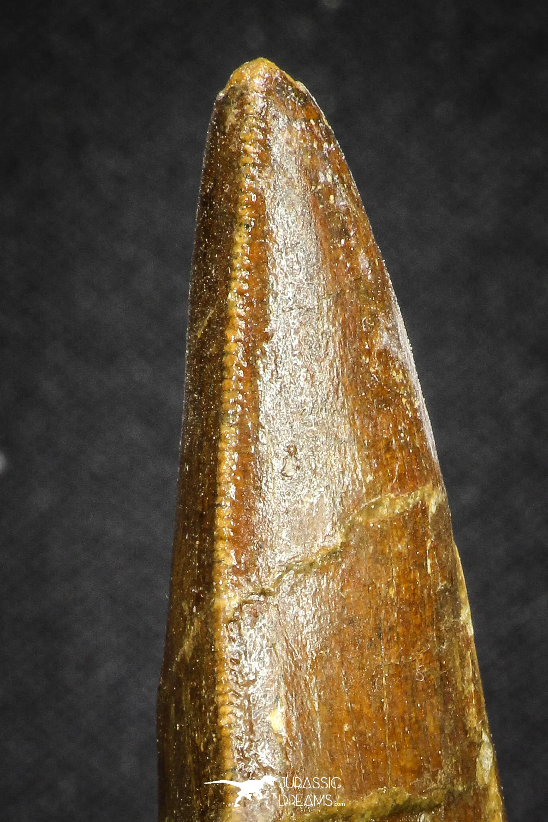 20107 - Great Serrated 2.83 Inch Carcharodontosaurus Dinosaur Tooth KemKem