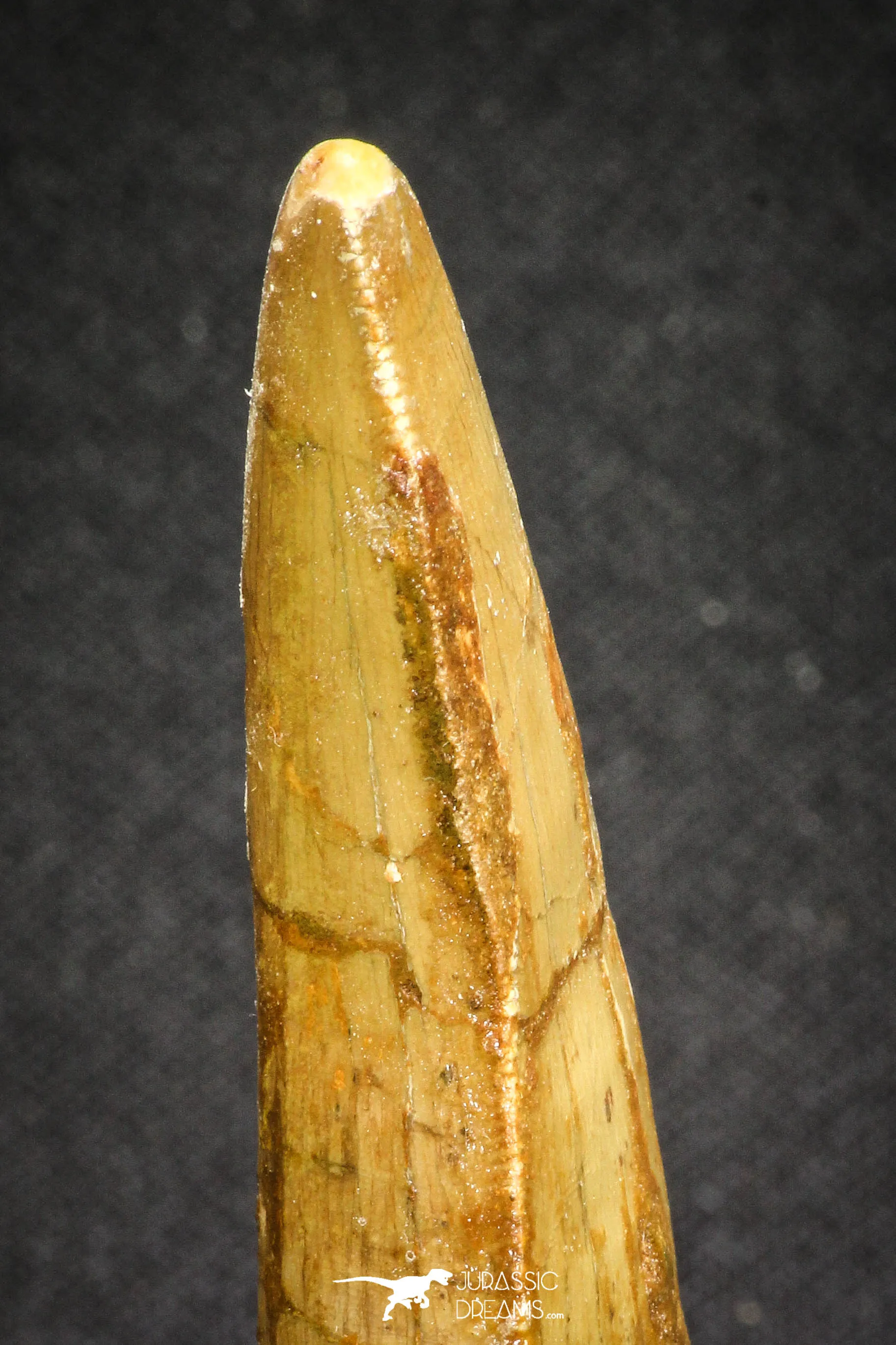 20108 - Great Serrated 2.90 Inch Carcharodontosaurus Dinosaur Tooth KemKem