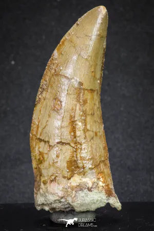 20108 - Great Serrated 2.90 Inch Carcharodontosaurus Dinosaur Tooth KemKem