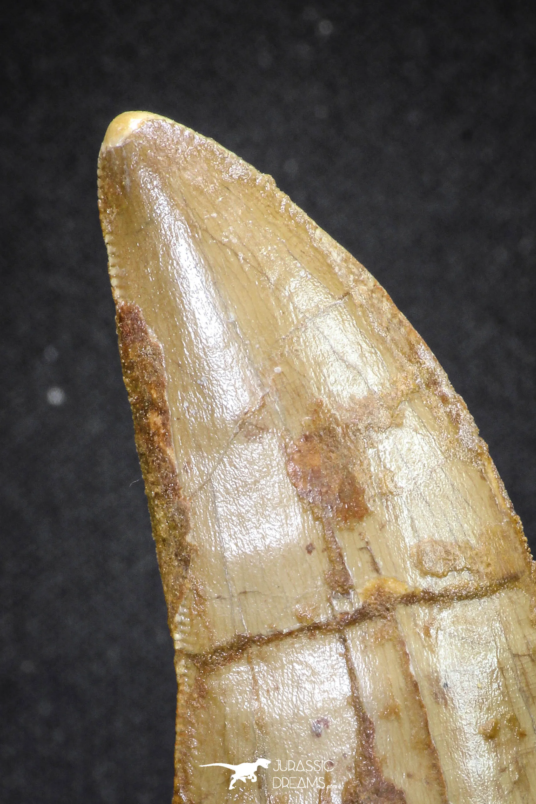 20108 - Great Serrated 2.90 Inch Carcharodontosaurus Dinosaur Tooth KemKem