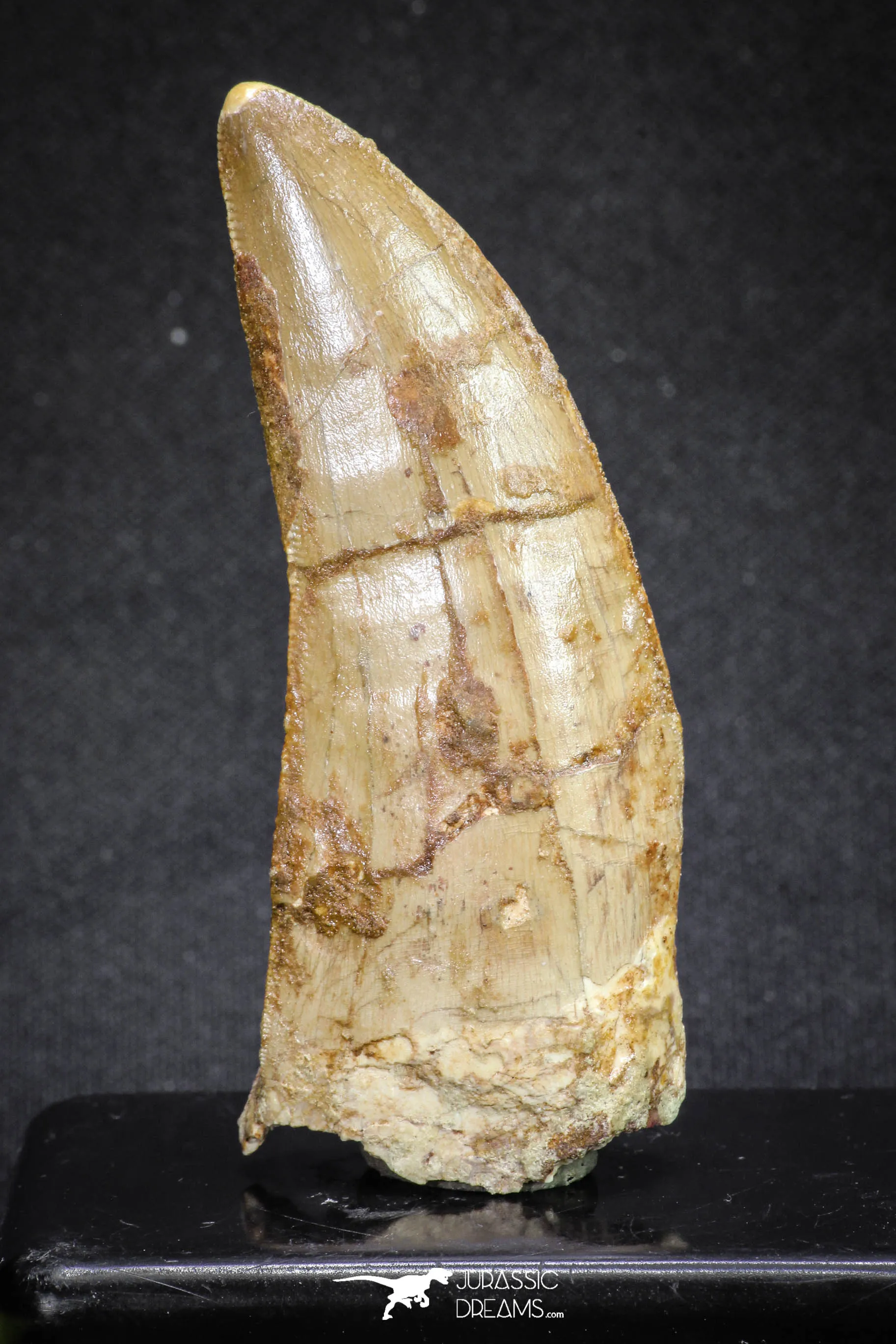 20108 - Great Serrated 2.90 Inch Carcharodontosaurus Dinosaur Tooth KemKem