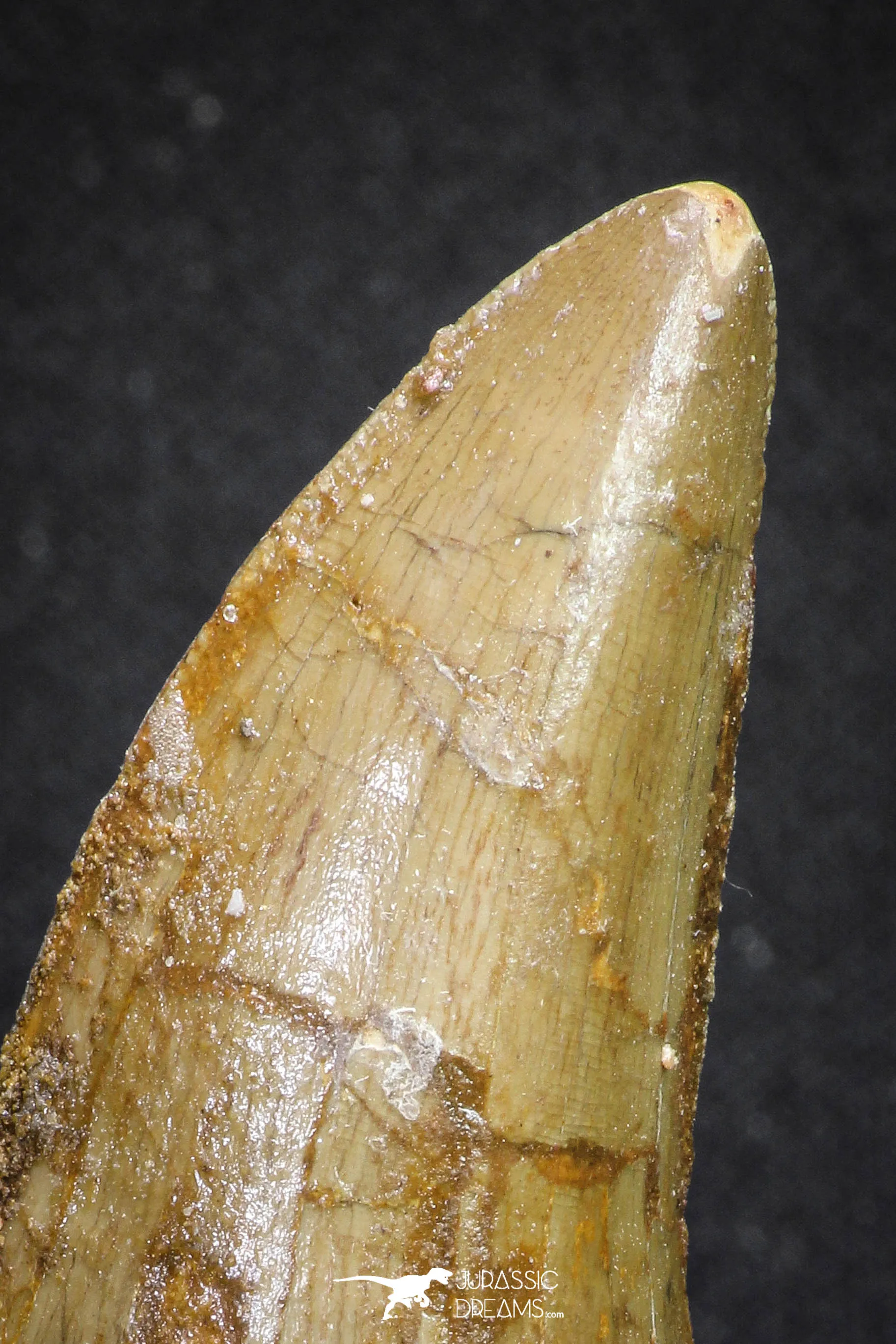 20108 - Great Serrated 2.90 Inch Carcharodontosaurus Dinosaur Tooth KemKem